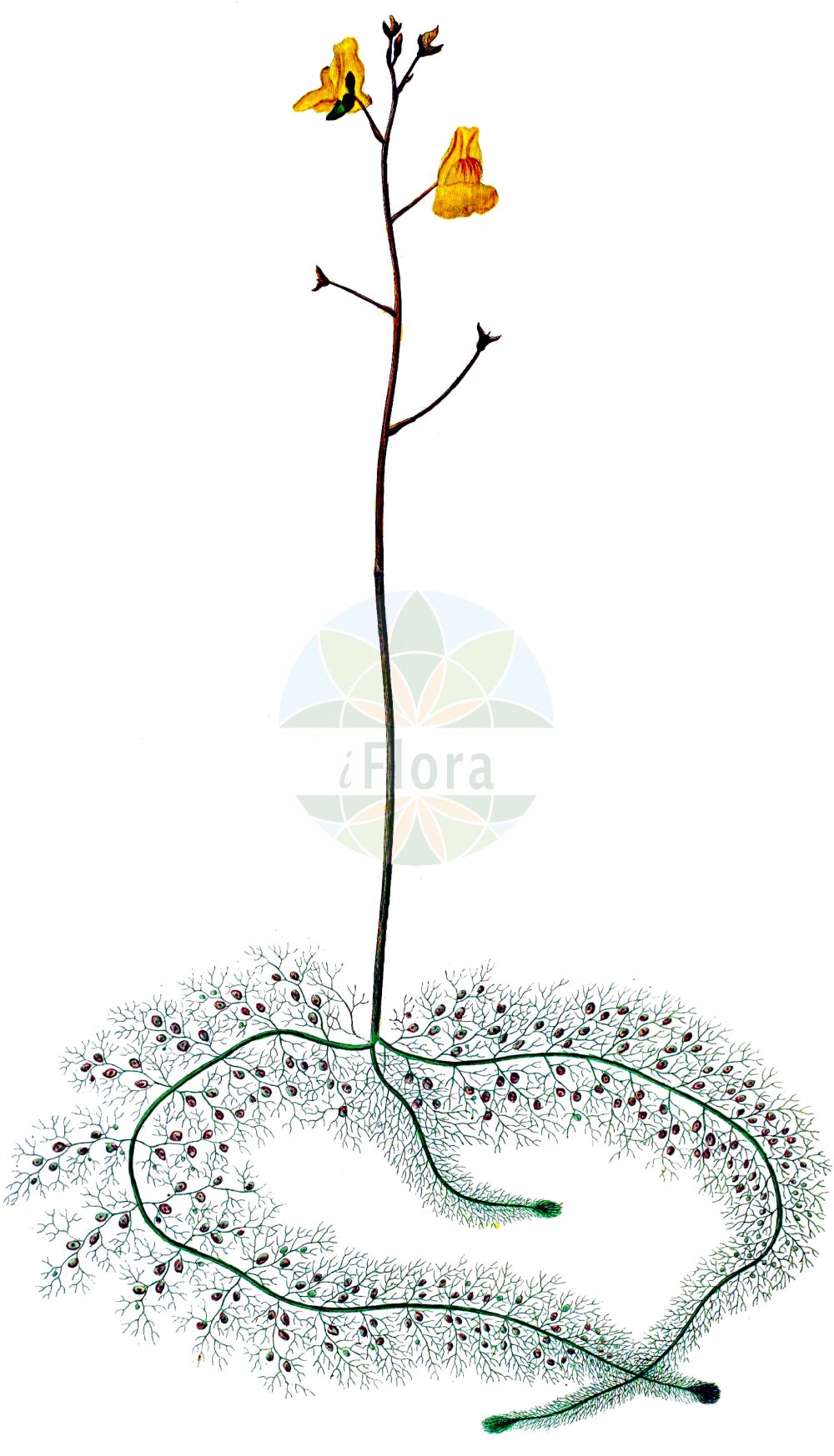 Historische Abbildung von Utricularia australis (Verkannter Wasserschlauch - Bladderwort). Das Bild zeigt Blatt, Bluete, Frucht und Same. ---- Historical Drawing of Utricularia australis (Verkannter Wasserschlauch - Bladderwort). The image is showing leaf, flower, fruit and seed.(Utricularia australis,Verkannter Wasserschlauch,Bladderwort,Utricularia australis,Utricularia dubia,Utricularia jankae,Utricularia neglecta,Verkannter Wasserschlauch,Suedlicher Wasserschlauch,Übersehener Wasserschlauch,Bladderwort,Western Bladderwort,Utricularia,Wasserschlauch,Bladderwort,Lentibulariaceae,Wasserschlauchgewächse,Bladderwort family,Blatt,Bluete,Frucht,Same,leaf,flower,fruit,seed,Oeder (1761-1883))