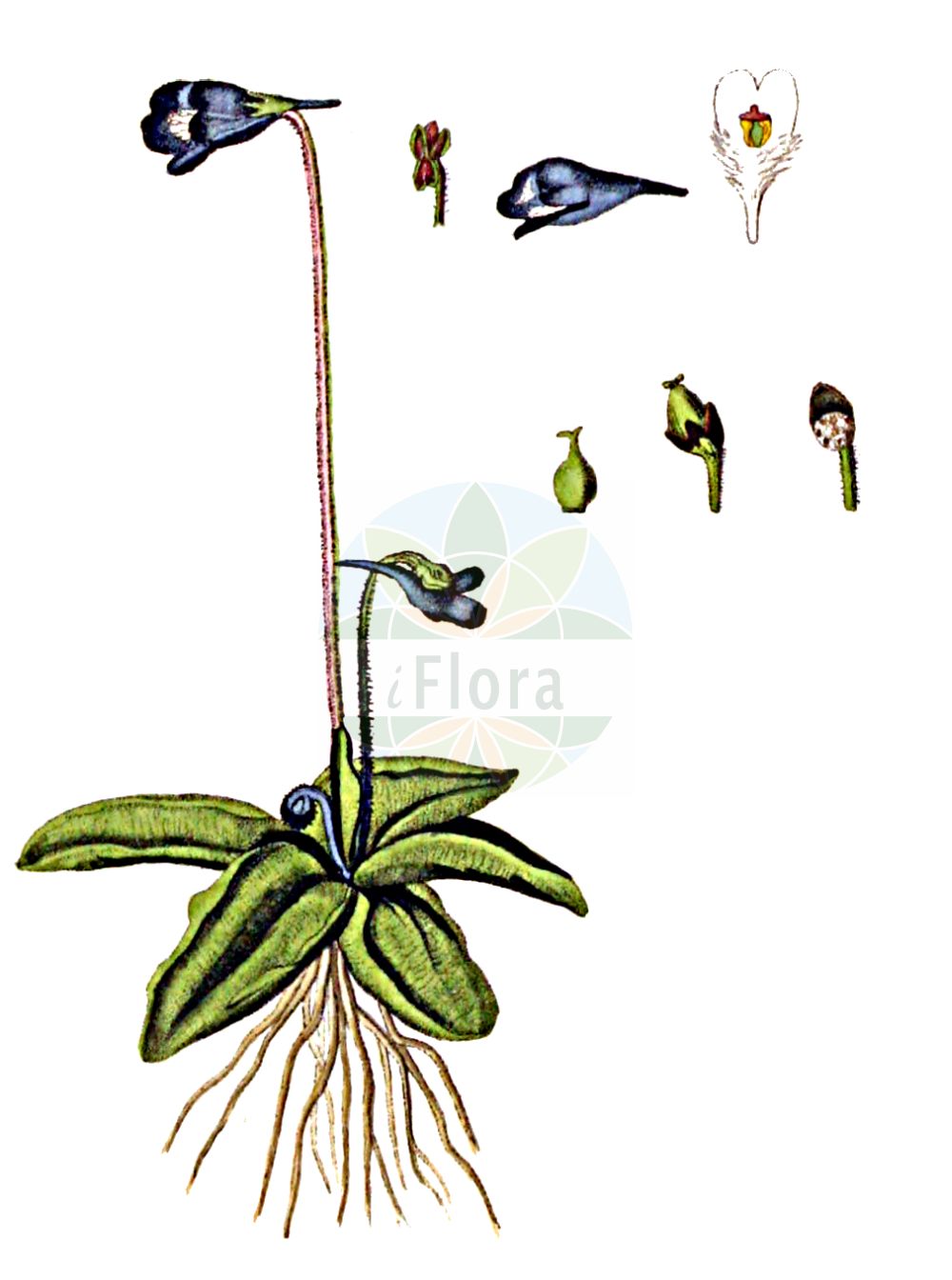 Historische Abbildung von Pinguicula vulgaris (Gewöhnliches Fettkraut - Common Butterwort). Das Bild zeigt Blatt, Bluete, Frucht und Same. ---- Historical Drawing of Pinguicula vulgaris (Gewöhnliches Fettkraut - Common Butterwort). The image is showing leaf, flower, fruit and seed.(Pinguicula vulgaris,Gewöhnliches Fettkraut,Common Butterwort,Pinguicula bicolor,Pinguicula gypsophila,Pinguicula norica,Pinguicula vulgaris,Pinguicula vulgaris subsp. bicolor,Gewoehnliches Fettkraut,Common Butterwort,Beanweed,Butterwort,Pinguicula,Fettkraut,Butterwort,Lentibulariaceae,Wasserschlauchgewächse,Bladderwort family,Blatt,Bluete,Frucht,Same,leaf,flower,fruit,seed,Kops (1800-1934))
