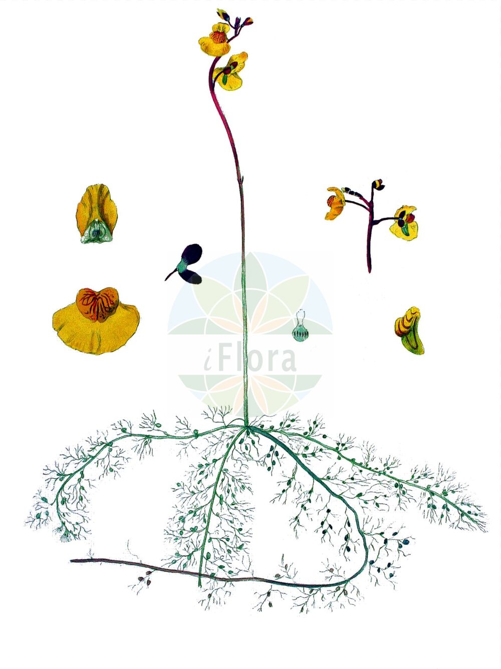 Historische Abbildung von Utricularia australis (Verkannter Wasserschlauch - Bladderwort). Das Bild zeigt Blatt, Bluete, Frucht und Same. ---- Historical Drawing of Utricularia australis (Verkannter Wasserschlauch - Bladderwort). The image is showing leaf, flower, fruit and seed.(Utricularia australis,Verkannter Wasserschlauch,Bladderwort,Utricularia australis,Utricularia dubia,Utricularia jankae,Utricularia neglecta,Verkannter Wasserschlauch,Suedlicher Wasserschlauch,Übersehener Wasserschlauch,Bladderwort,Western Bladderwort,Utricularia,Wasserschlauch,Bladderwort,Lentibulariaceae,Wasserschlauchgewächse,Bladderwort family,Blatt,Bluete,Frucht,Same,leaf,flower,fruit,seed,Kops (1800-1934))