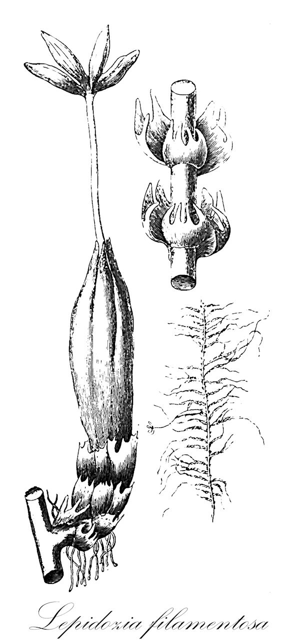 Lepidozia filamentosa - Lepidoziaceae,Plantae,Bryobiotina,Marchantiophyta,Jungermanniopsida,Jungermanniidae,Lepidoziales,Lepidoziaceae,Lepidozia,Lepidozia filamentosa,Jungermannia filamentosa, Lepidozia coreana, Lepidozia filamentosa subsp. filamentosa, Lepidozia filamentosa var. filamentosa, Mastigophora filamentosa