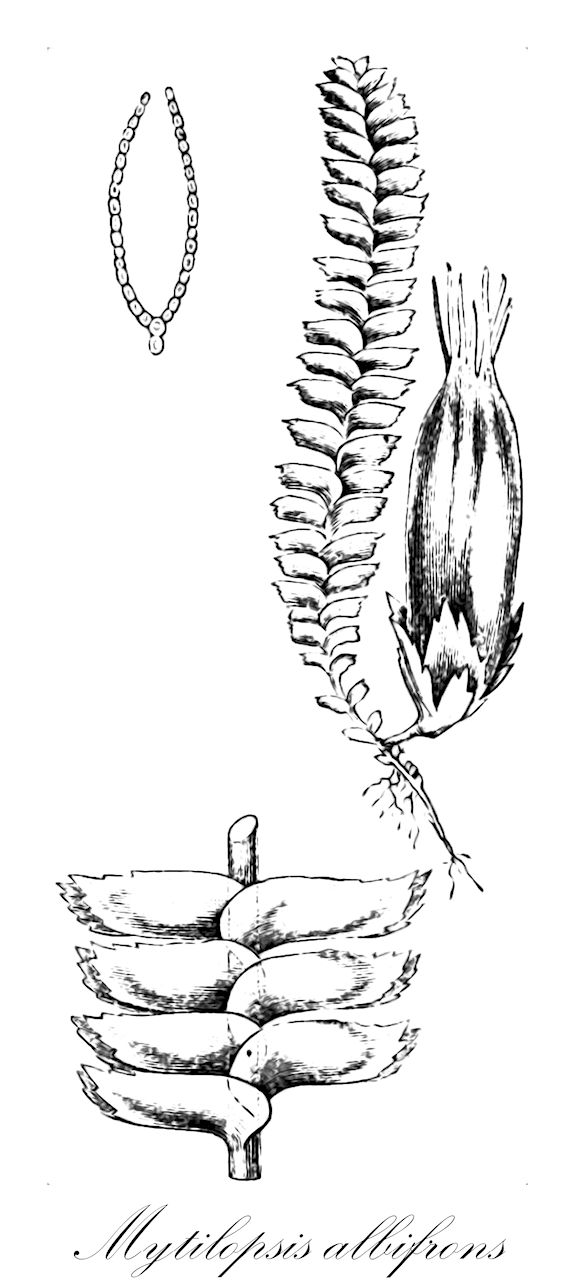 Mytilopsis albifrons - Lepidoziaceae,Plantae,Bryobiotina,Marchantiophyta,Jungermanniopsida,Jungermanniidae,Lepidoziales,Lepidoziaceae,Mytilopsis,Mytilopsis albifrons