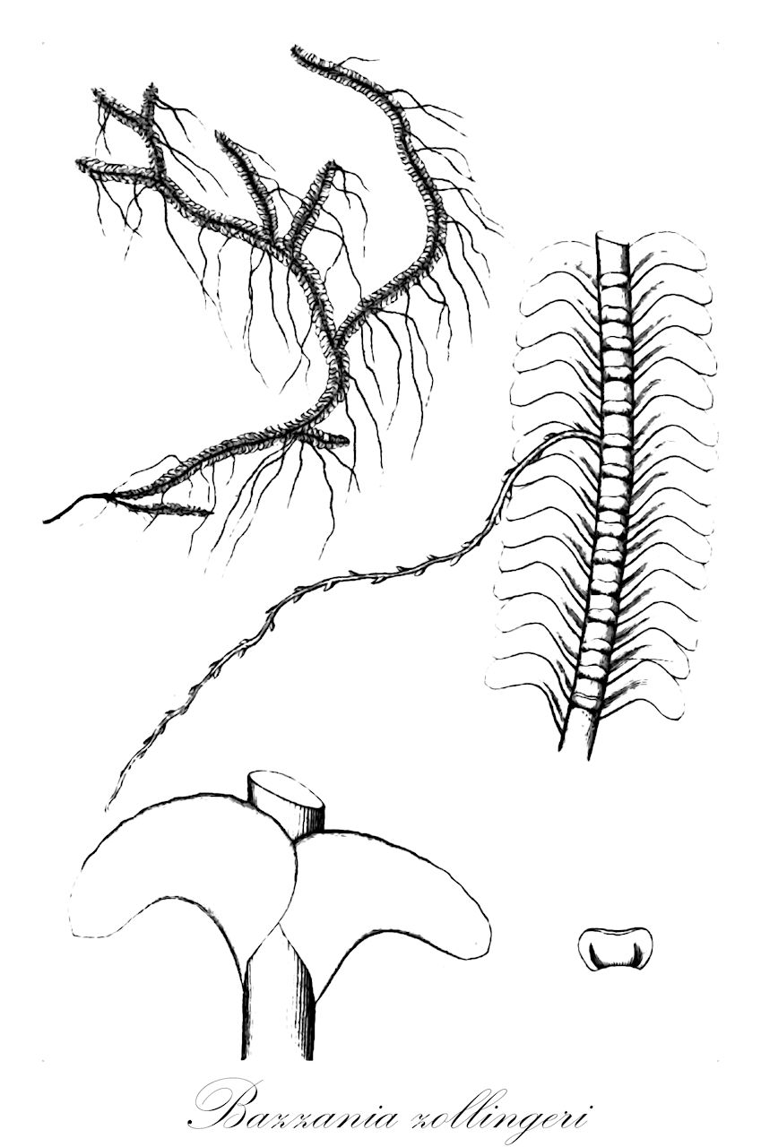 Bazzania zollingeri - Lepidoziaceae,Plantae,Bryobiotina,Marchantiophyta,Jungermanniopsida,Jungermanniidae,Lepidoziales,Lepidoziaceae,Bazzania,Bazzania zollingeri,Mastigobryum zollingeri