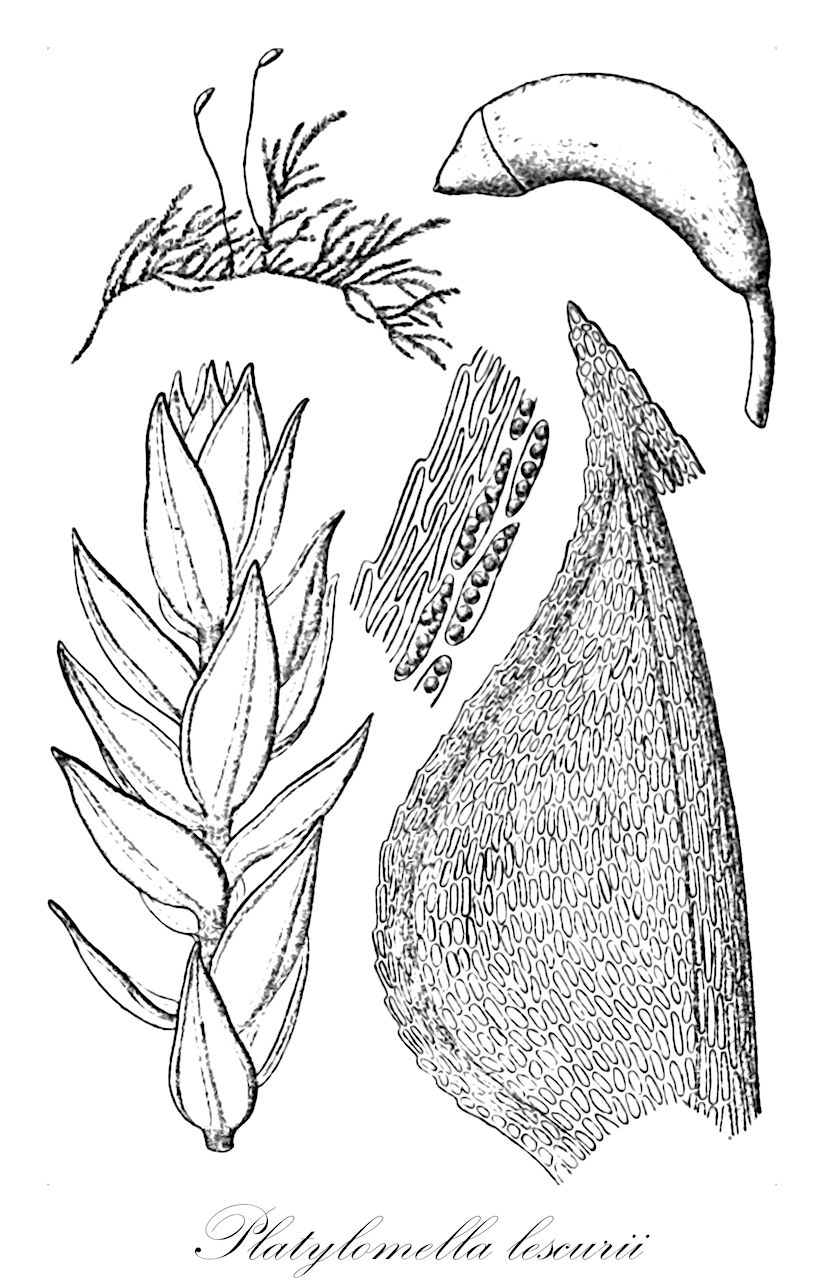 Platylomella lescurii - Leskeaceae,Plantae,Bryobiotina,Bryophyta,Bryopsida,Bryidae,Hypnanae,Hypnales,Leskeaceae,Platylomella,Platylomella lescurii,Amblystegium lescurii, Hypnum lescurii, Platyloma lescurii, Sciaromium lescurii