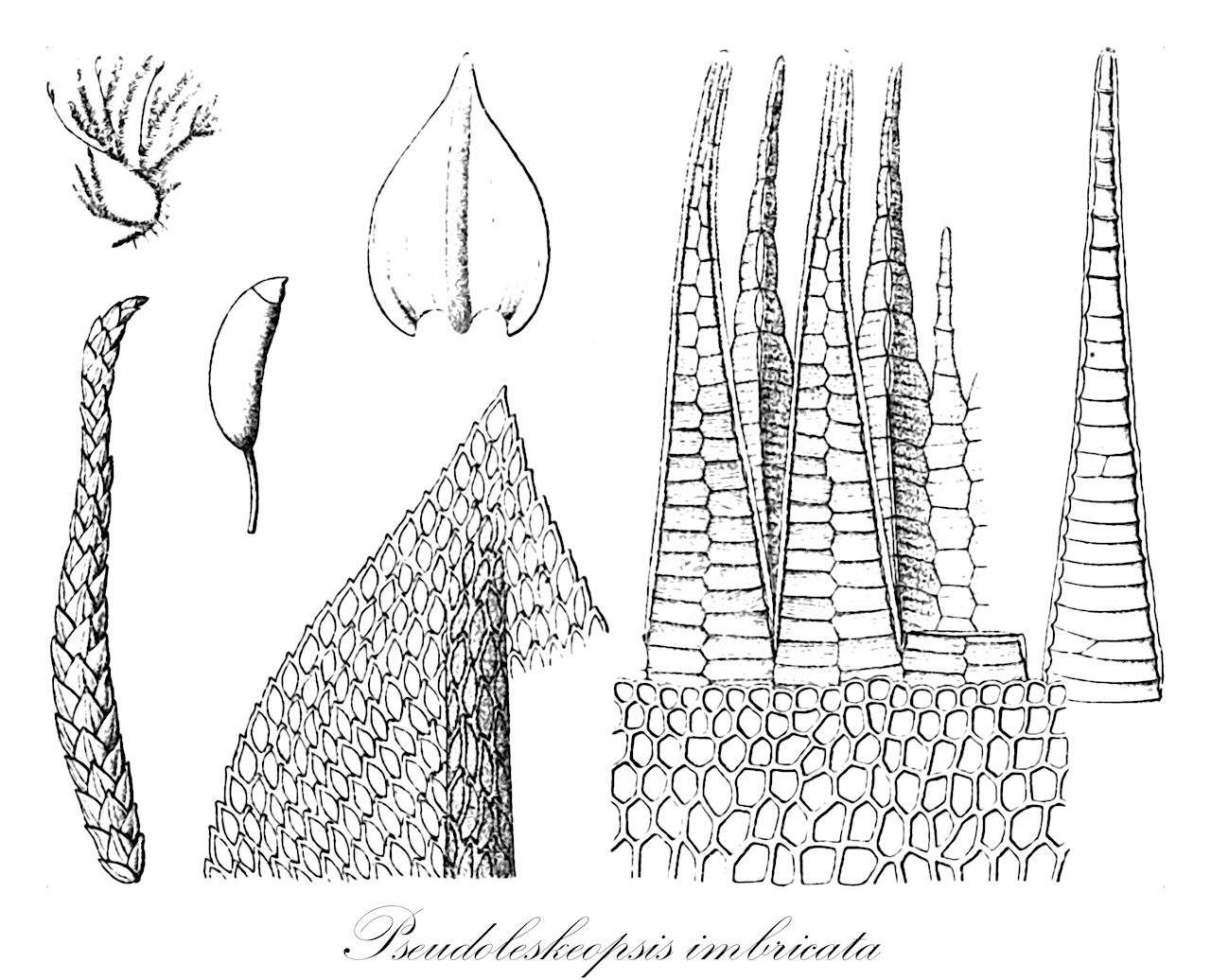 Pseudoleskeopsis imbricata - Leskeaceae,Plantae,Bryobiotina,Bryophyta,Bryopsida,Bryidae,Hypnanae,Hypnales,Leskeaceae,Pseudoleskeopsis,Pseudoleskeopsis imbricata,Cryphaea imbricata, Dendrocryphaea imbricata, Leskea imbricata, Pseudoleskea imbricata