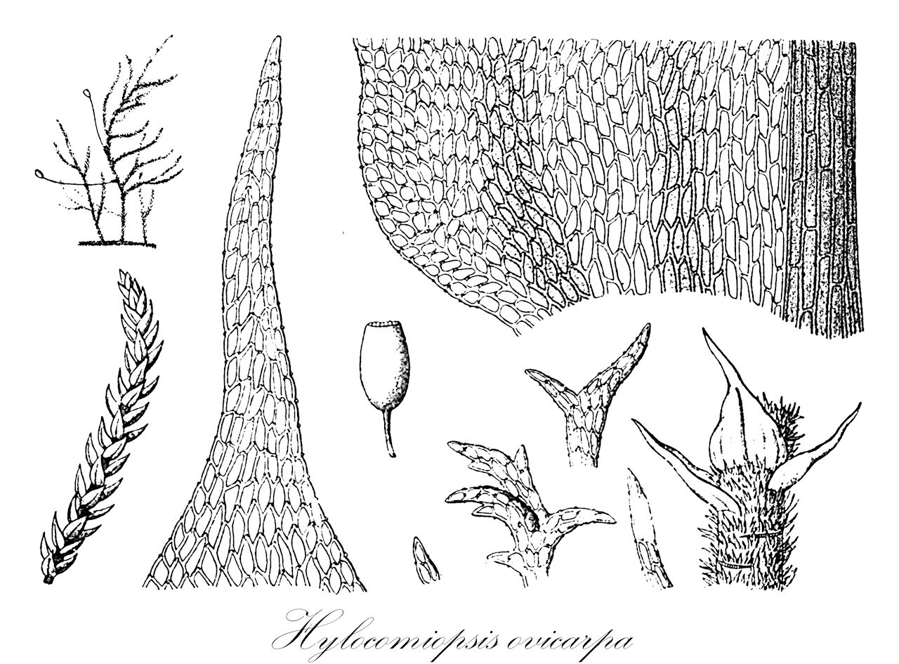 Hylocomiopsis ovicarpa - Leskeaceae,Plantae,Bryobiotina,Bryophyta,Bryopsida,Bryidae,Hypnanae,Hypnales,Leskeaceae,Hylocomiopsis,Hylocomiopsis ovicarpa,Anomodon ovicarpus, Lescuraea ovicarpa