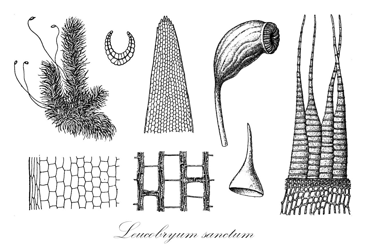 Leucobryum sanctum - Leucobryaceae,Plantae,Bryobiotina,Bryophyta,Bryopsida,Dicranidae,Archidiales,Leucobryaceae,Leucobryum,Leucobryum sanctum,Dicranum glaucum var. sanctum, Dicranum sanctum, Leucobryum auriculatum, Leucobryum microcarpum, Leucobryum papuense, Leucobryum vesiculosum, Octoblepharum sanctum