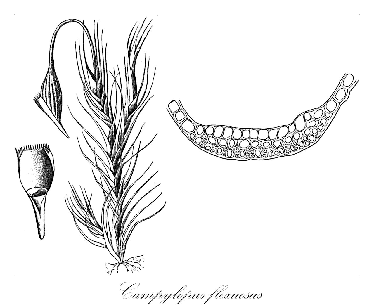 Campylopus flexuosus - Leucobryaceae,Plantae,Bryobiotina,Bryophyta,Bryopsida,Dicranidae,Archidiales,Leucobryaceae,Campylopus,Campylopus flexuosus,Bryum flexuosum, Bryum immersum, Campylopus alleizettii, Campylopus arduennae, Campylopus boivinianus, Campylopus brachymastyx, Campylopus brachyphyllus, Campylopus crenulatus, Campylopus dichotomus, Campylopus flexuosus f. flagellifer, Campylopus flexuosus f. fragilis, Campylopus flexuosus f. uliginosus, Campylopus flexuosus subsp. micans, Campylopus flexuosus subsp. paradoxus, Campylopus flexuosus subsp. zonatus, Campylopus flexuosus var. ambiguus, Campylopus flexuosus var. anomalus, Campylopus flexuosus var. falcatus, Campylopus flexuosus var. fayalensis, Campylopus flexuosus var. flagellifer, Campylopus flexuosus var. major, Campylopus flexuosus var. menezesianus, Campylopus flexuosus var. micans, Campylopus flexuosus var. paludosus, Campylopus flexuosus var. paradoxus, Campylopus flexuosus var. rhenanus, Campylopus flexuosus var. subnitidus, Campylopus flexuosus var. uliginosus, Campylopus flexuosus var. zonatus, Campylopus heterophyllus, Campylopus homomallus, Campylopus hondurensis, Campylopus leucophaeus, Campylopus melaphanus, Campylopus mexicanus, Campylopus micans, Campylopus obtextus, Campylopus paradoxus, Campylopus paradoxus f. fragilis, Campylopus quintasii, Campylopus rubiginosus, Campylopus scabricuspis, Campylopus schwarzii subsp. micans, Campylopus subcinereus, Campylopus tsaratananae, Campylopus verdolinii, Campylopus virescens, Campylopus zonatus, Dicranodon flexuosum, Dicranum arduennae, Dicranum brachyphyllum, Dicranum dichotomum, Dicranum flexuosum, Dicranum flexuosum var. elongatum, Dicranum palustre, Dicranum subleucogaster, Dryptodon dichotomus, Hedwigia alpina, Sphagnum alpinum, Thysanomitrion flexuosum, Thysanomitrion flexuosum var. compactum, Thysanomitrion flexuosum var. vulgare, Trichostomum arduense, Weissia immersa