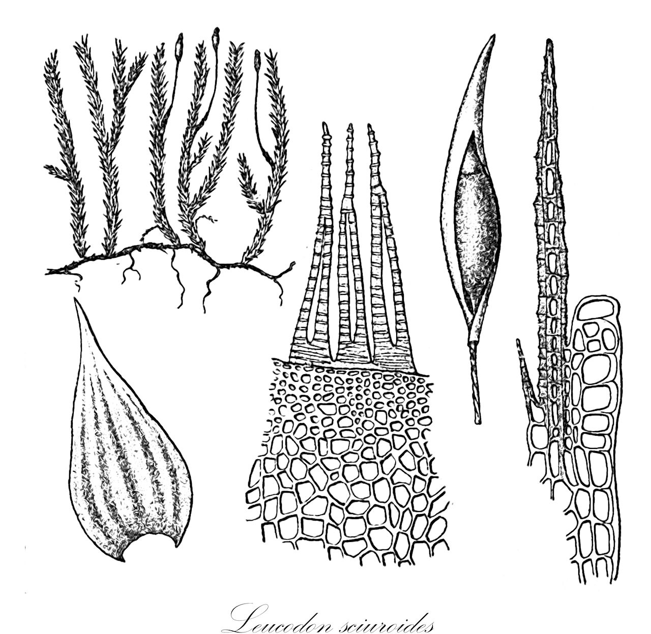 Leucodon sciuroides - Leucodontaceae,Plantae,Bryobiotina,Bryophyta,Bryopsida,Bryidae,Hypnanae,Hypnales,Leucodontaceae,Leucodon,Leucodon sciuroides,Cecalyphum sciuroides, Dicranum myosuroides, Dicranum sciuroides, Fissidens sciuroides, Fissidens sciuroides var. vaginatus, Fuscina sciuroides, Hypnum sciuroides, Leucodon andrewsianus, Leucodon balcanicus, Leucodon brachypus var. andrewsianus, Leucodon morensis, Leucodon sciuroides f. brevisetus, Leucodon sciuroides f. denticulatus, Leucodon sciuroides f. falcatus, Leucodon sciuroides f. gracilescens, Leucodon sciuroides f. mediterraneus, Leucodon sciuroides f. papillosus, Leucodon sciuroides f. sulcatus, Leucodon sciuroides subsp. morensis, Leucodon sciuroides var. antitrichoides, Leucodon sciuroides var. balcanicus, Leucodon sciuroides var. brevisetus, Leucodon sciuroides var. carpaticus, Leucodon sciuroides var. eumorensis, Leucodon sciuroides var. falcatus, Leucodon sciuroides var. longifolius, Leucodon sciuroides var. mediterraneus, Leucodon sciuroides var. minor, Leucodon sciuroides var. morensis, Leucodon sciuroides var. papillosus, Leucodon sciuroides var. sciuroides, Leucodon sciuroides var. sulcatus, Leucodon sciuroides var. teneriffae, Leucodon vaginatus, Neckera sciuroides, Neckera sciuroides var. cylindricarpa, Pterigynandrum sciuroides, Pterogonium sciuroides, Trichostomum sciuroides