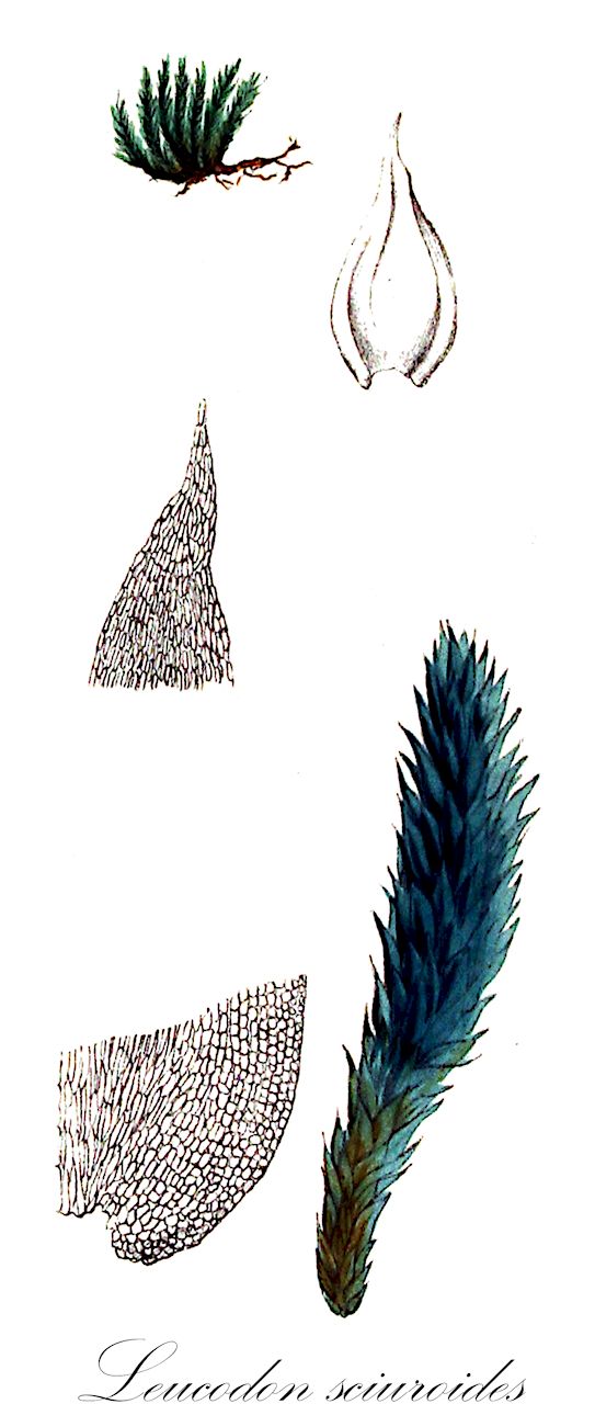 Leucodon sciuroides - Leucodontaceae,Plantae,Bryobiotina,Bryophyta,Bryopsida,Bryidae,Hypnanae,Hypnales,Leucodontaceae,Leucodon,Leucodon sciuroides,Cecalyphum sciuroides, Dicranum myosuroides, Dicranum sciuroides, Fissidens sciuroides, Fissidens sciuroides var. vaginatus, Fuscina sciuroides, Hypnum sciuroides, Leucodon andrewsianus, Leucodon balcanicus, Leucodon brachypus var. andrewsianus, Leucodon morensis, Leucodon sciuroides f. brevisetus, Leucodon sciuroides f. denticulatus, Leucodon sciuroides f. falcatus, Leucodon sciuroides f. gracilescens, Leucodon sciuroides f. mediterraneus, Leucodon sciuroides f. papillosus, Leucodon sciuroides f. sulcatus, Leucodon sciuroides subsp. morensis, Leucodon sciuroides var. antitrichoides, Leucodon sciuroides var. balcanicus, Leucodon sciuroides var. brevisetus, Leucodon sciuroides var. carpaticus, Leucodon sciuroides var. eumorensis, Leucodon sciuroides var. falcatus, Leucodon sciuroides var. longifolius, Leucodon sciuroides var. mediterraneus, Leucodon sciuroides var. minor, Leucodon sciuroides var. morensis, Leucodon sciuroides var. papillosus, Leucodon sciuroides var. sciuroides, Leucodon sciuroides var. sulcatus, Leucodon sciuroides var. teneriffae, Leucodon vaginatus, Neckera sciuroides, Neckera sciuroides var. cylindricarpa, Pterigynandrum sciuroides, Pterogonium sciuroides, Trichostomum sciuroides