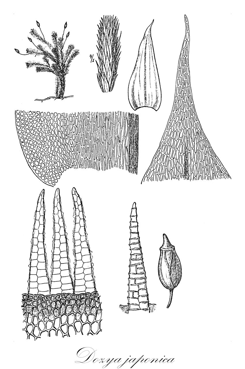 Dozya japonica - Leucodontaceae,Plantae,Bryobiotina,Bryophyta,Bryopsida,Bryidae,Hypnanae,Hypnales,Leucodontaceae,Dozya,Dozya japonica,Dozya japonica var. robusta