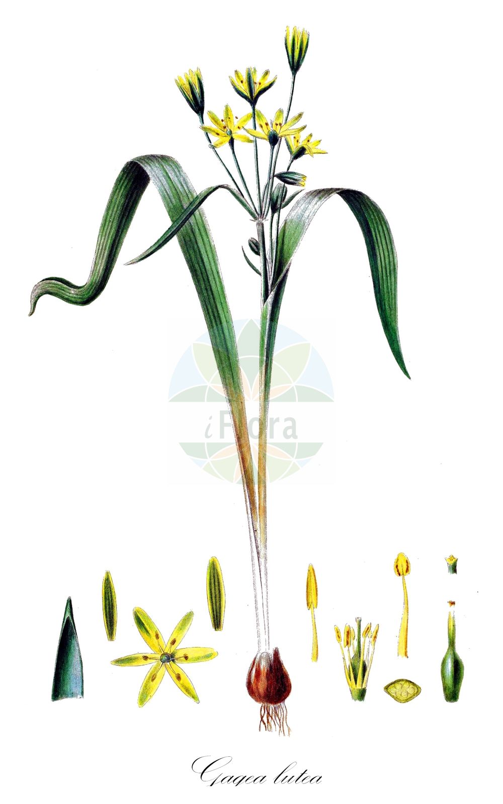 Historische Abbildung von Gagea lutea (Wald-Gelbstern - Yellow Star-of-Bethlehem). Das Bild zeigt Blatt, Bluete, Frucht und Same. ---- Historical Drawing of Gagea lutea (Wald-Gelbstern - Yellow Star-of-Bethlehem). The image is showing leaf, flower, fruit and seed.(Gagea lutea,Wald-Gelbstern,Yellow Star-of-Bethlehem,Gagea burnatii,Gagea coreana,Gagea elegans,Gagea escarelii,Gagea fascicularis,Gagea glauca,Gagea indica,Gagea lowariensis,Gagea lutea,Gagea moorcroftiana,Gagea reverchonii,Gagea sylvatica,Gagea szepusiana,Gagea transsilvanica,Ornithogalum luteum,Ornithogalum majus,Ornithogalum persoonii,Ornithogalum sylvaticum,Ornithoxanthum luteum,Ornithoxanthum persoonii,Ornithoxanthum sylvaticum,Solenarium luteum,Stellaster luteus,Wald-Gelbstern,Yellow Star-of-Bethlehem,Gagea,Gelbstern,Star Of Bethlehem,Liliaceae,Liliengewächse,Lily family,Blatt,Bluete,Frucht,Same,leaf,flower,fruit,seed,Oeder (1761-1883))