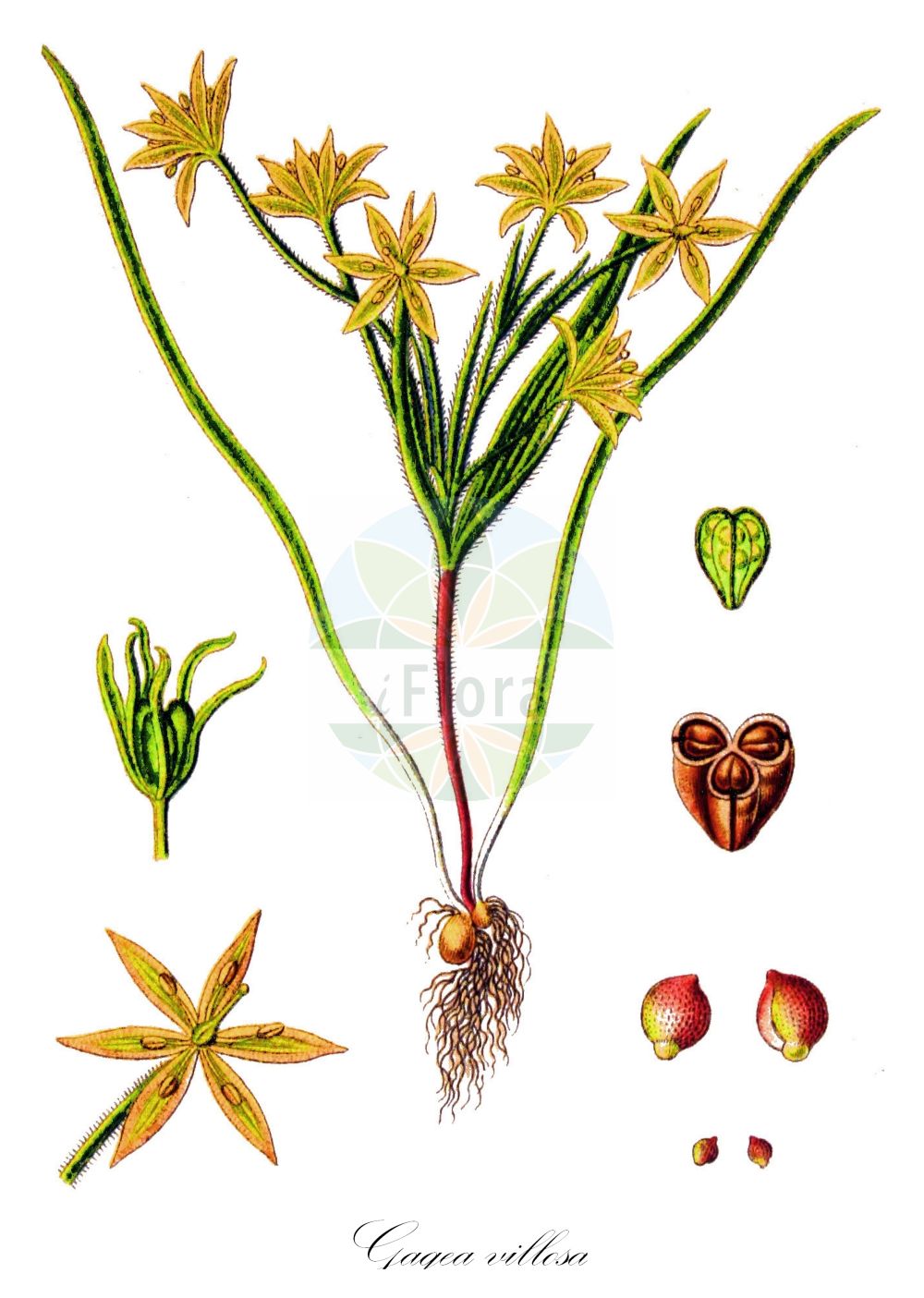 Historische Abbildung von Gagea villosa (Acker-Gelbstern - Field Star-of-Bethlehem). Das Bild zeigt Blatt, Bluete, Frucht und Same. ---- Historical Drawing of Gagea villosa (Acker-Gelbstern - Field Star-of-Bethlehem). The image is showing leaf, flower, fruit and seed.(Gagea villosa,Acker-Gelbstern,Field Star-of-Bethlehem,Ornithogalum villosum,Ornithoxanthum villosum,Gagea villosa,Acker-Gelbstern,Field Star-of-Bethlehem,Hairy Star-of-Bethlehem,Gagea,Gelbstern,Star Of Bethlehem,Liliaceae,Liliengewächse,Lily family,Blatt,Bluete,Frucht,Same,leaf,flower,fruit,seed,Sturm (1796f))