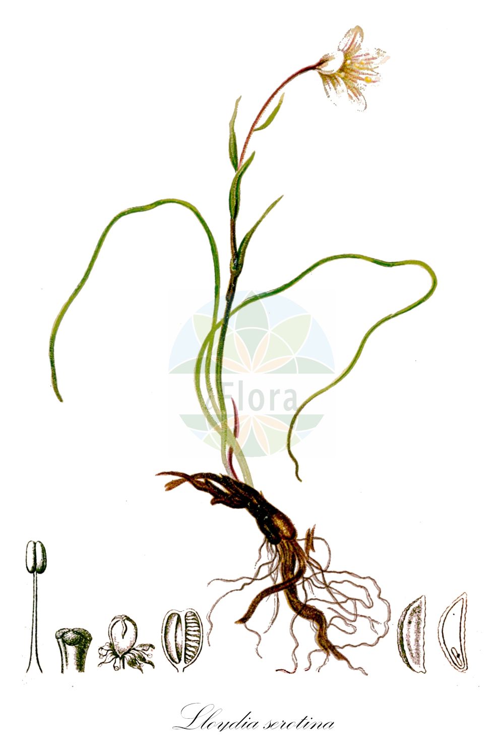 Historische Abbildung von Lloydia serotina (Späte Faltenlilie - Snowdon Lily). Das Bild zeigt Blatt, Bluete, Frucht und Same. ---- Historical Drawing of Lloydia serotina (Späte Faltenlilie - Snowdon Lily). The image is showing leaf, flower, fruit and seed.(Lloydia serotina,Späte Faltenlilie,Snowdon Lily,Anthericum serotinum,Bulbocodium autumnale,Bulbocodium serotinum,Cronyxium serotinum,Gagea serotina,Lloydia serotina,Ornithogalum serotinum,Phalangium serotinum,Rhabdocrinum serotinum,Spaete Faltenlilie,Snowdon Lily,Alpine Lily,Common Alplily,Lloydia,Faltenlilie,Alpine Lily,Liliaceae,Liliengewächse,Lily family,Blatt,Bluete,Frucht,Same,leaf,flower,fruit,seed,Hartinger & von Dalla Torre (1806f))