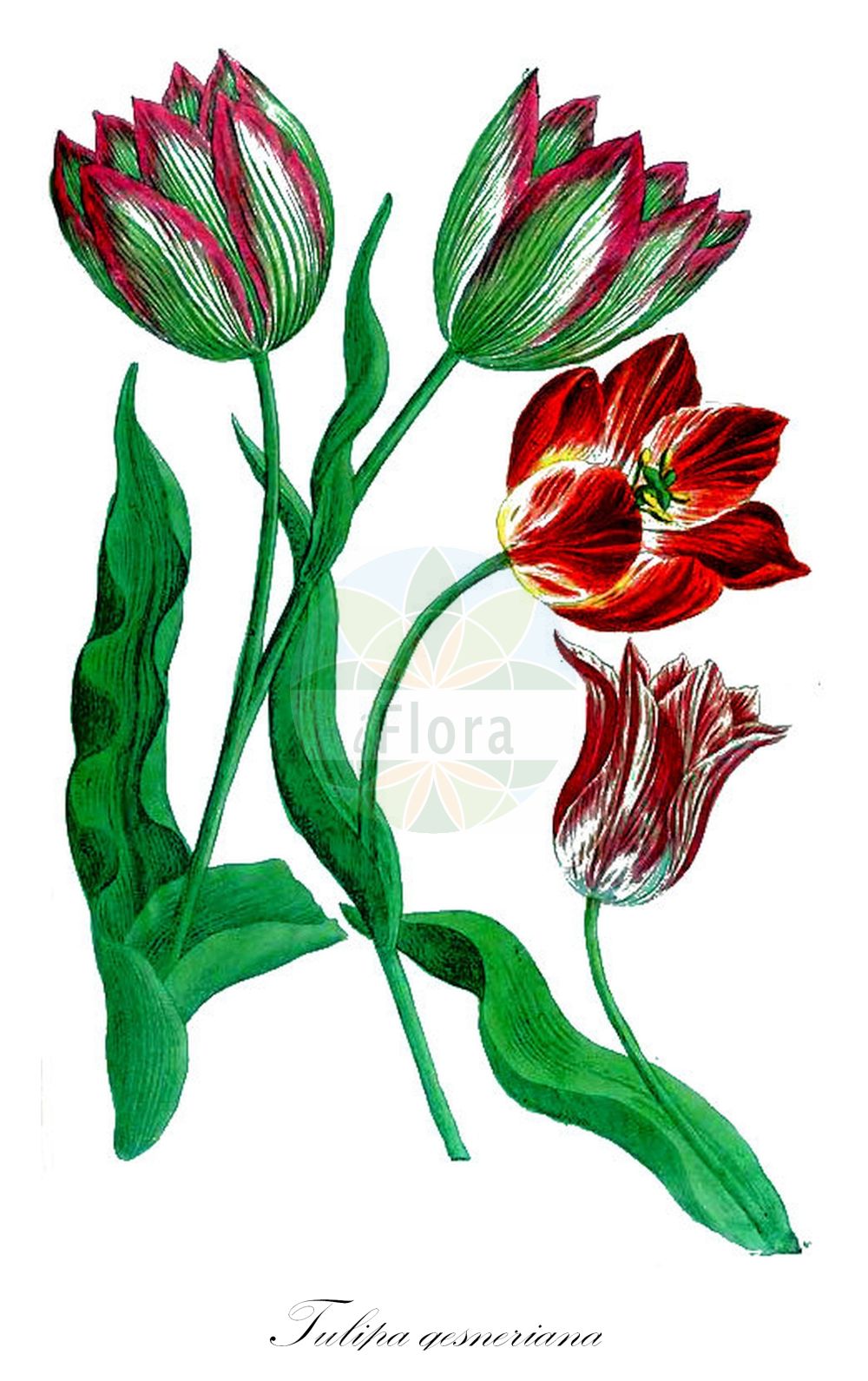 Historische Abbildung von Tulipa gesneriana (Garten-Tulpe - Garden Tulip). Das Bild zeigt Blatt, Bluete, Frucht und Same. ---- Historical Drawing of Tulipa gesneriana (Garten-Tulpe - Garden Tulip). The image is showing leaf, flower, fruit and seed.(Tulipa gesneriana,Garten-Tulpe,Garden Tulip,Tulipa acuminata,Tulipa aurea,Tulipa aximensis,Tulipa baldaccii,Tulipa bicolor,Tulipa billietiana,Tulipa bonarotiana,Tulipa campsopetala,Tulipa connivens,Tulipa cornuta,Tulipa coronaria,Tulipa didieri,Tulipa elegans,Tulipa etrusca,Tulipa fransoniana,Tulipa fulgens,Tulipa galatica,Tulipa gesneriana,Tulipa grengiolensis,Tulipa hortensis,Tulipa laciniata,Tulipa lurida,Tulipa lutea,Tulipa marjolletii,Tulipa mauriana,Tulipa mauriannensis,Tulipa mauritiana,Tulipa media,Tulipa montisandrei,Tulipa neglecta,Tulipa passeriniana,Tulipa perrieri,Tulipa planifolia,Tulipa platystigma,Tulipa pubescens,Tulipa repens,Tulipa retroflexa,Tulipa saracenica,Tulipa scabriscapa,Tulipa scardica,Tulipa segusiana,Tulipa serotina,Tulipa sommieri,Tulipa spathulata,Tulipa stenopetala,Tulipa stricta,Tulipa unguiculata,Tulipa variopicta,Tulipa viridiflora,Tulipa vitellina,Garten-Tulpe,Garden Tulip,Didier's Tulip,Tulipa,Tulpe,Tulip,Liliaceae,Liliengewächse,Lily family,Blatt,Bluete,Frucht,Same,leaf,flower,fruit,seed,Weinmann (1737-1745))