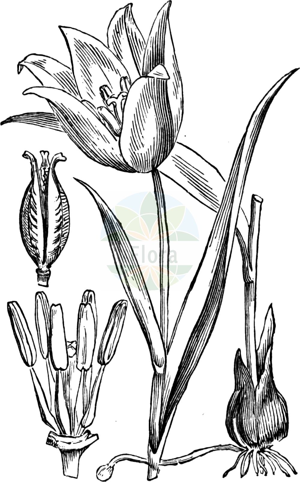 Historische Abbildung von Tulipa sylvestris (Wilde Tulpe - Wild Tulip). Das Bild zeigt Blatt, Bluete, Frucht und Same. ---- Historical Drawing of Tulipa sylvestris (Wilde Tulpe - Wild Tulip). The image is showing leaf, flower, fruit and seed.(Tulipa sylvestris,Wilde Tulpe,Wild Tulip,Liriopogon sylvestre,Tulipa sylvestris,Wilde Tulpe,Wild Tulip,Tulipa,Tulpe,Tulip,Liliaceae,Liliengewächse,Lily family,Blatt,Bluete,Frucht,Same,leaf,flower,fruit,seed,Fitch et al. (1880))