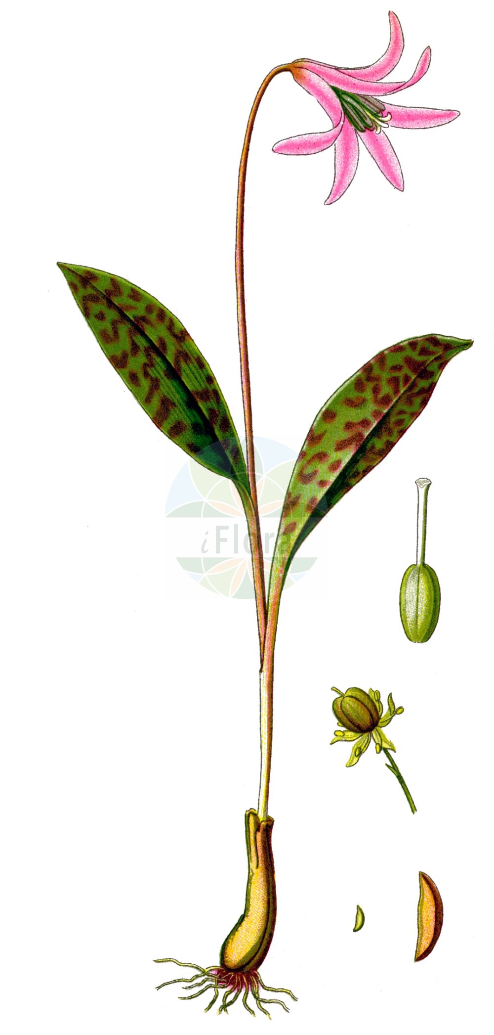 Historische Abbildung von Erythronium dens-canis. Das Bild zeigt Blatt, Bluete, Frucht und Same. ---- Historical Drawing of Erythronium dens-canis. The image is showing leaf, flower, fruit and seed.(Erythronium dens-canis,Erythronium bifidum,Erythronium bulbosum,Erythronium caninum,Erythronium dens-canis,Erythronium latifolium,Erythronium longifolium,Erythronium maculatum,Erythronium maculosum,Erythronium obtusiflorum,Erythronium ovatifolium,Erythronium vernale,Erythronium,Liliaceae,Liliengewächse,Lily family,Blatt,Bluete,Frucht,Same,leaf,flower,fruit,seed,Thomé (1885))
