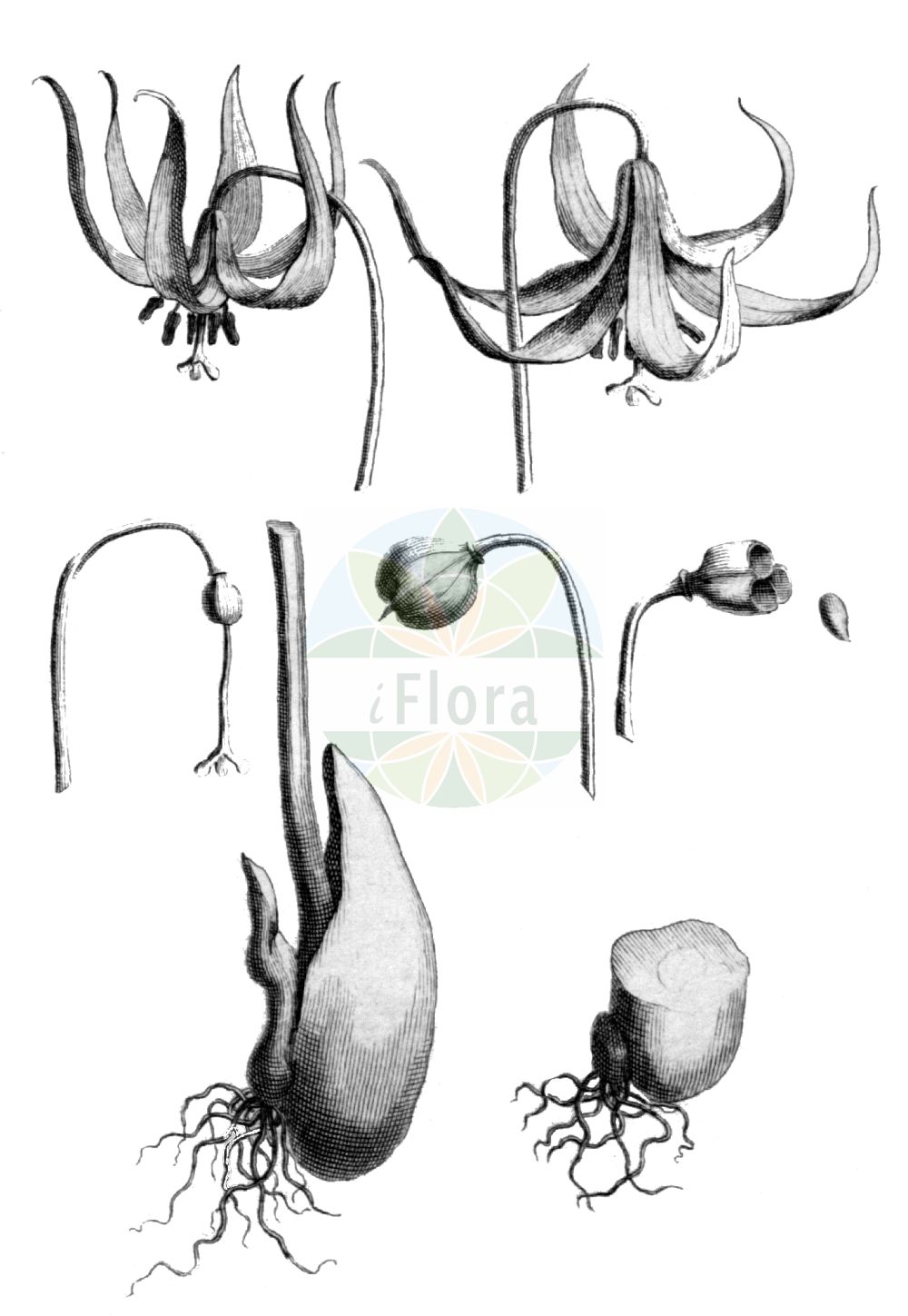 Historische Abbildung von Erythronium dens-canis. Das Bild zeigt Blatt, Bluete, Frucht und Same. ---- Historical Drawing of Erythronium dens-canis. The image is showing leaf, flower, fruit and seed.(Erythronium dens-canis,Erythronium bifidum,Erythronium bulbosum,Erythronium caninum,Erythronium dens-canis,Erythronium latifolium,Erythronium longifolium,Erythronium maculatum,Erythronium maculosum,Erythronium obtusiflorum,Erythronium ovatifolium,Erythronium vernale,Erythronium,Liliaceae,Liliengewächse,Lily family,Blatt,Bluete,Frucht,Same,leaf,flower,fruit,seed,de Tournefort (1700-1703))
