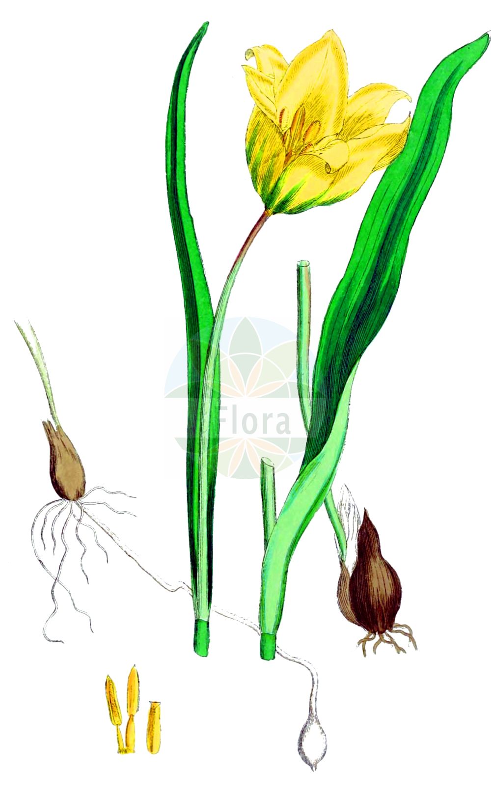 Historische Abbildung von Tulipa sylvestris (Wilde Tulpe - Wild Tulip). Das Bild zeigt Blatt, Bluete, Frucht und Same. ---- Historical Drawing of Tulipa sylvestris (Wilde Tulpe - Wild Tulip). The image is showing leaf, flower, fruit and seed.(Tulipa sylvestris,Wilde Tulpe,Wild Tulip,Liriopogon sylvestre,Tulipa sylvestris,Wilde Tulpe,Wild Tulip,Tulipa,Tulpe,Tulip,Liliaceae,Liliengewächse,Lily family,Blatt,Bluete,Frucht,Same,leaf,flower,fruit,seed,Sowerby (1790-1813))