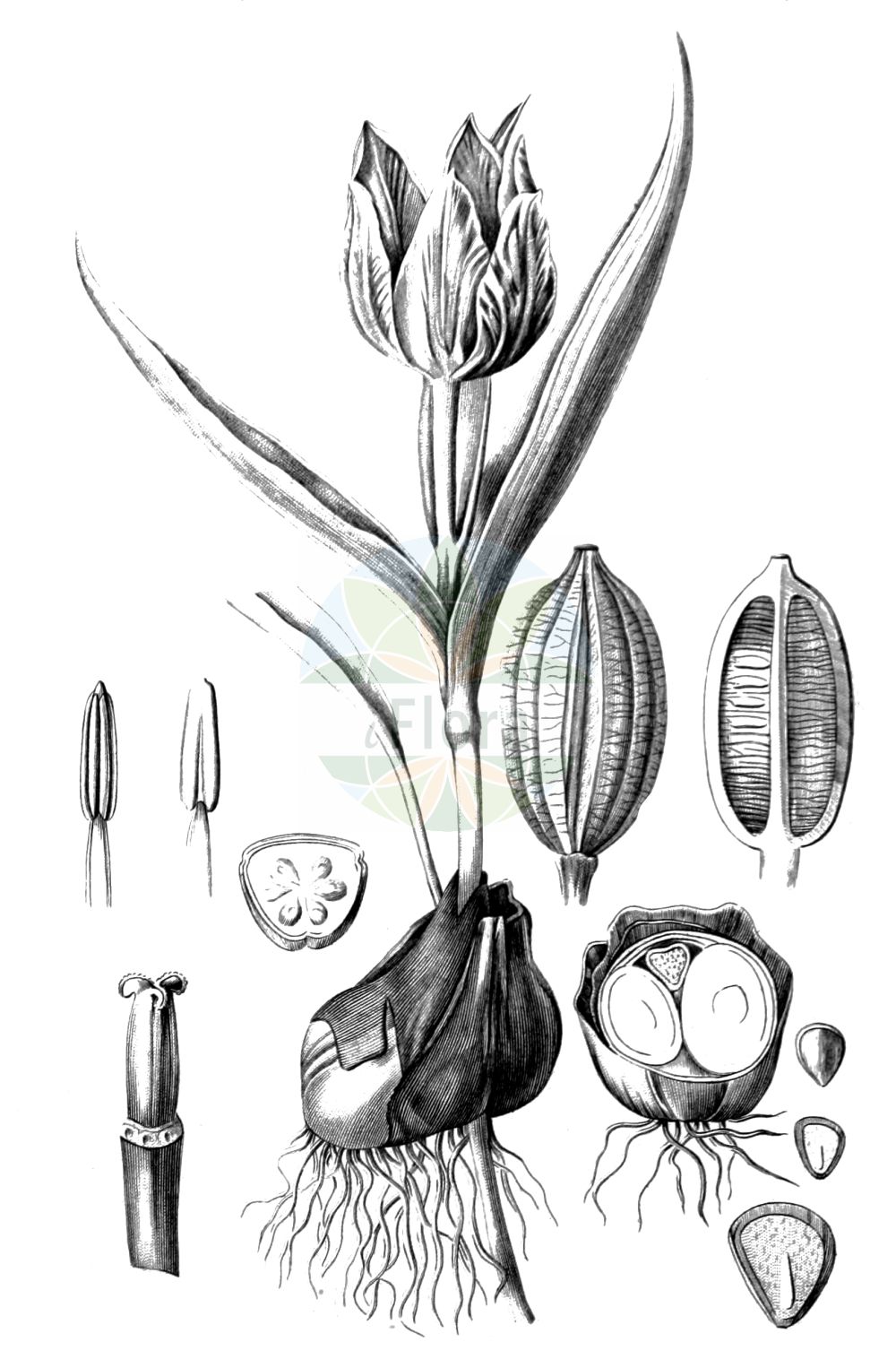 Historische Abbildung von Tulipa (Tulpe - Tulip). Das Bild zeigt Blatt, Bluete, Frucht und Same. ---- Historical Drawing of Tulipa (Tulpe - Tulip). The image is showing leaf, flower, fruit and seed.(Tulipa,Tulpe,Tulip,Eduardoregelia,Liriactis,Liriopogon,Orithyia,Podonix,Tulipa,Tulpe,Tulip,Tulipa,Tulpe,Tulip,Liliaceae,Liliengewächse,Lily family,Blatt,Bluete,Frucht,Same,leaf,flower,fruit,seed,Spach (1834-1847))