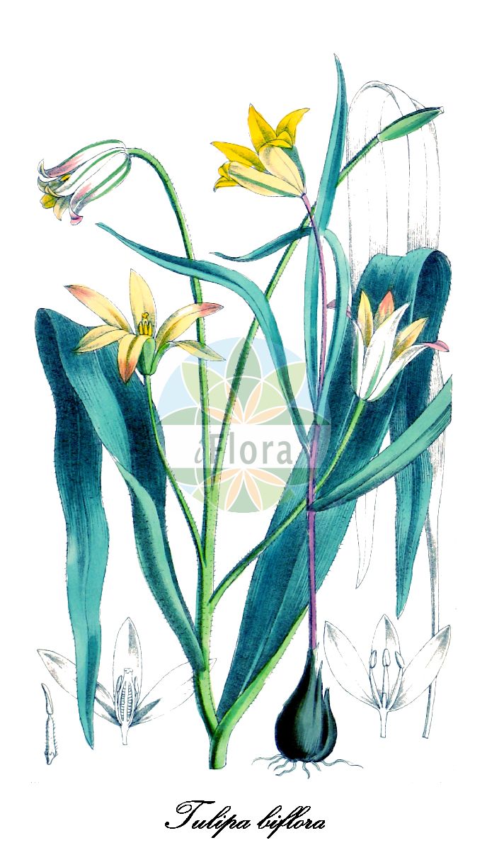 Historische Abbildung von Tulipa biflora (Zweiblütige Tulpe). Das Bild zeigt Blatt, Bluete, Frucht und Same. ---- Historical Drawing of Tulipa biflora (Zweiblütige Tulpe). The image is showing leaf, flower, fruit and seed.(Tulipa biflora,Zweiblütige Tulpe,Liriopogon biflorum,Orithyia biflora,Podonix albiflora,Tulipa bessarabica,Tulipa binutans,Tulipa buhseana,Tulipa callieri,Tulipa crispatula,Tulipa halophila,Tulipa koktebelica,Tulipa talijevii,Tulipa,Tulpe,Tulip,Liliaceae,Liliengewächse,Lily Family,Blatt,Bluete,Frucht,Same,leaf,flower,fruit,seed,Curtis Botanical Magazine (1880))