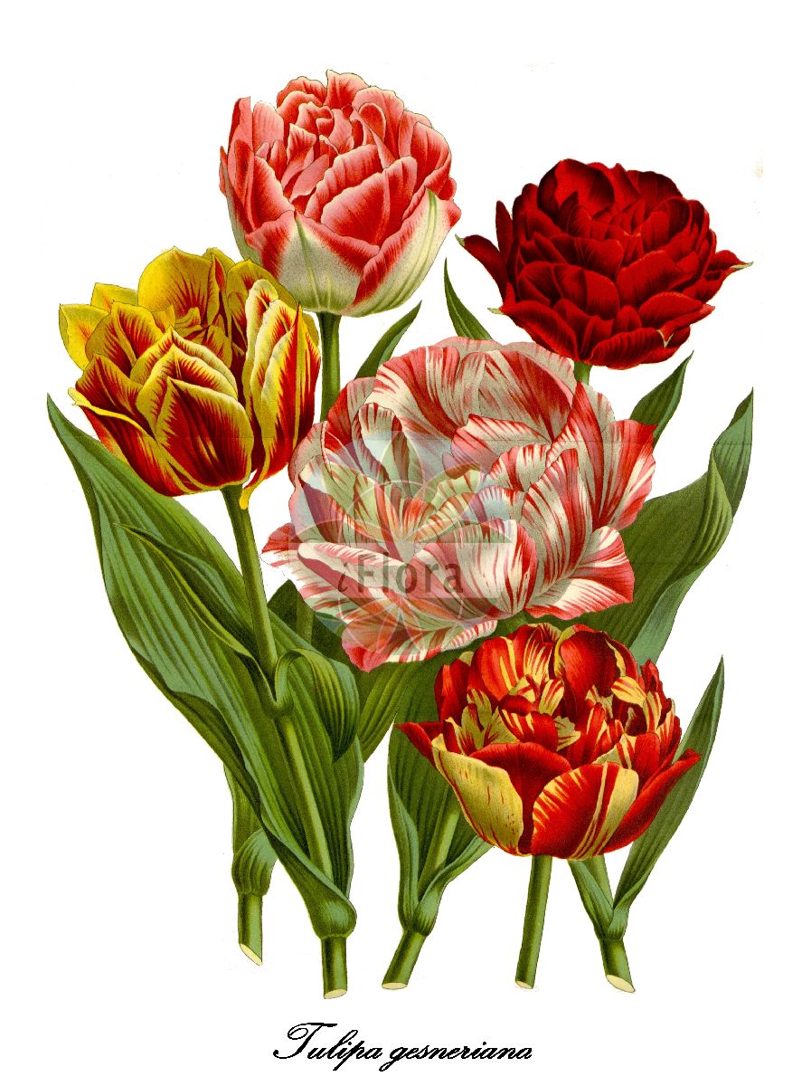 Historische Abbildung von Tulipa gesneriana (Garten-Tulpe - Garden Tulip). Das Bild zeigt Blatt, Bluete, Frucht und Same. ---- Historical Drawing of Tulipa gesneriana (Garten-Tulpe - Garden Tulip). The image is showing leaf, flower, fruit and seed.(Tulipa gesneriana,Garten-Tulpe,Garden Tulip,Tulipa acuminata,Tulipa aurea,Tulipa aximensis,Tulipa baldaccii,Tulipa bicolor,Tulipa billietiana,Tulipa bonarotiana,Tulipa campsopetala,Tulipa connivens,Tulipa cornuta,Tulipa coronaria,Tulipa didieri,Tulipa elegans,Tulipa etrusca,Tulipa fransoniana,Tulipa fulgens,Tulipa galatica,Tulipa grengiolensis,Tulipa hortensis,Tulipa laciniata,Tulipa lurida,Tulipa lutea,Tulipa marjolletii,Tulipa mauriana,Tulipa mauriannensis,Tulipa mauritiana,Tulipa media,Tulipa montisandrei,Tulipa neglecta,Tulipa passeriniana,Tulipa perrieri,Tulipa planifolia,Tulipa platystigma,Tulipa pubescens,Tulipa repens,Tulipa retroflexa,Tulipa saracenica,Tulipa scabriscapa,Tulipa scardica,Tulipa segusiana,Tulipa serotina,Tulipa sommieri,Tulipa spathulata,Tulipa stenopetala,Tulipa stricta,Tulipa unguiculata,Tulipa variopicta,Tulipa viridiflora,Tulipa vitellina,Didier's Tulip,Tulipa,Tulpe,Tulip,Liliaceae,Liliengewächse,Lily Family,Blatt,Bluete,Frucht,Same,leaf,flower,fruit,seed,Flore des serres et des jardin de l’Europe (1845-1880))