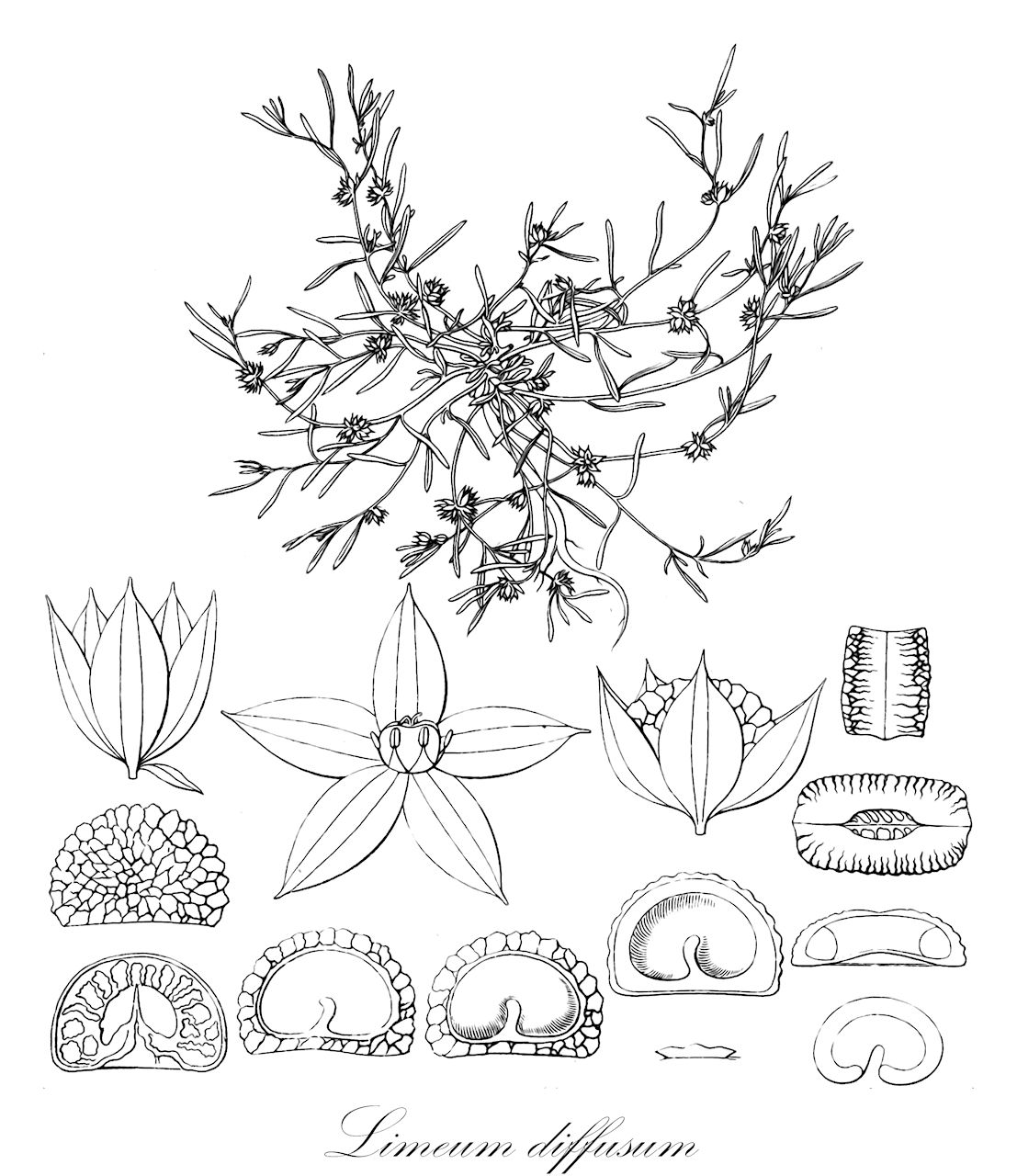 Limeum diffusum - Limeaceae,Plantae,Pteridobiotina,Angiosperms,Caryophyllales,Limeaceae,Limeum,Limeum diffusum,Dicarpaea linifolia, Gaudinia diffusa, Gaudinia perrottetii, Limeum linifolium