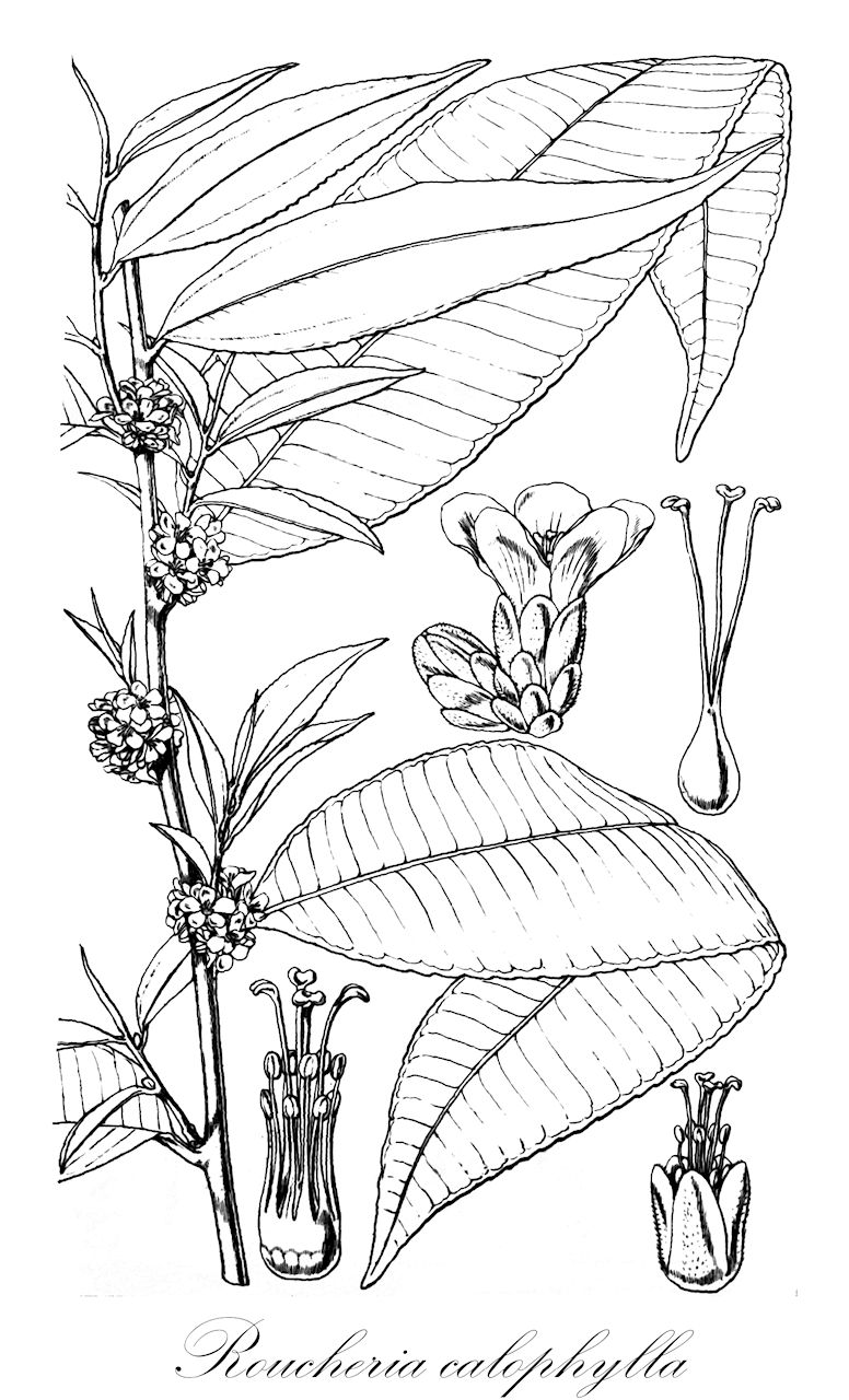 Roucheria calophylla - Linaceae,Plantae,Pteridobiotina,Angiosperms,Malpighiales,Linaceae,Roucheria,Roucheria calophylla,Hebepetalum calophyllum, Hebepetalum parviflorum, Roucheria parviflora