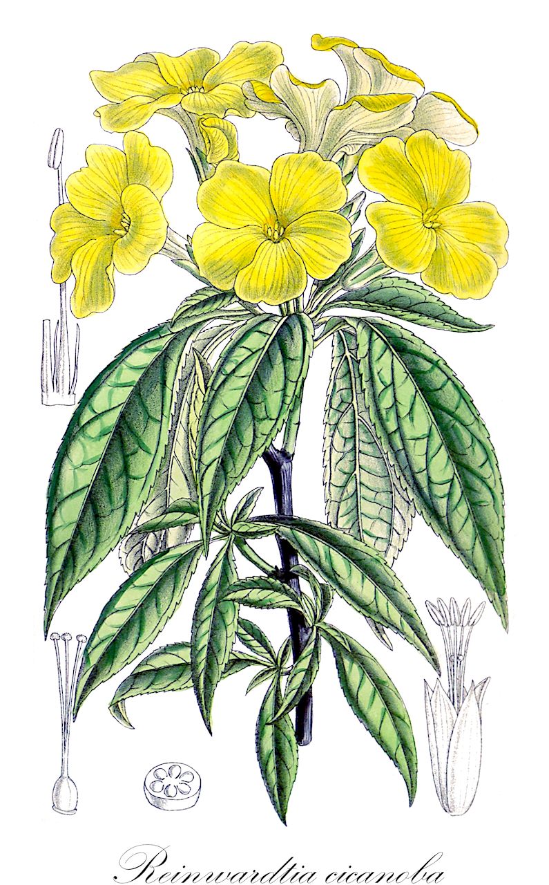 Reinwardtia cicanoba - Linaceae,Plantae,Pteridobiotina,Angiosperms,Malpighiales,Linaceae,Reinwardtia,Reinwardtia cicanoba,Linum cicanobum, Linum tetragynum, Numisaureum acuminatum, Reinwardtia tetragyna