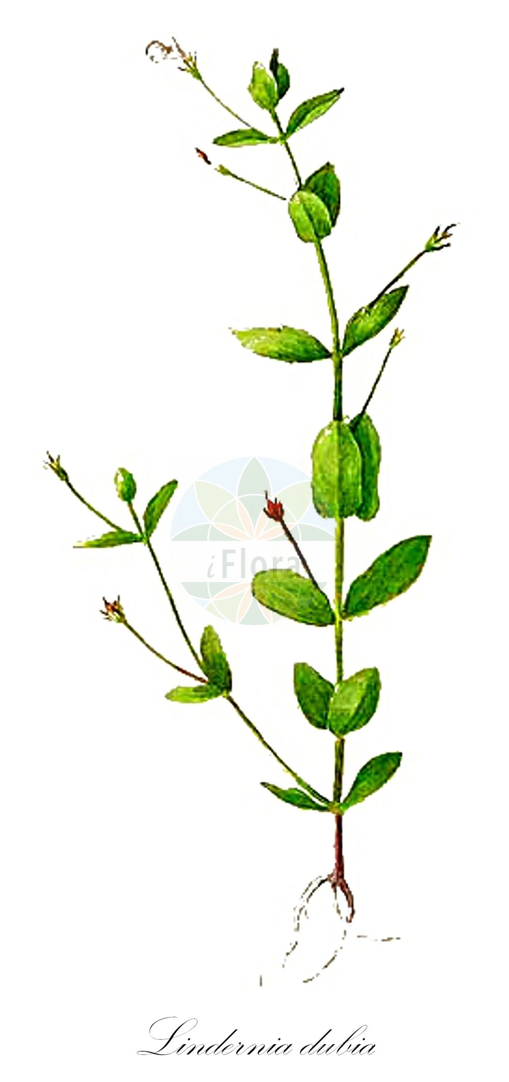 Historische Abbildung von Lindernia dubia (Großes Büchsenkraut - Clasping False-pimpernel). Das Bild zeigt Blatt, Bluete, Frucht und Same. ---- Historical Drawing of Lindernia dubia (Großes Büchsenkraut - Clasping False-pimpernel). The image is showing leaf, flower, fruit and seed.(Lindernia dubia,Großes Büchsenkraut,Clasping False-pimpernel,Gratiola dubia,Ilysanthes attenuata,Ilysanthes gratioloides,Ilysanthes riparia,Lindernia gratioloides,Lindernia dubia,Grosses Buechsenkraut,Clasping False-pimpernel,Yellowseed False-pimpernel,False Pimpernel,Low False Pimpernel,Lindernia,Büchsenkraut,False Pimpernel,Linderniaceae,Büchsenkrautgewächse,False Pimpernel family,Blatt,Bluete,Frucht,Same,leaf,flower,fruit,seed,Sharp (1888-1910))