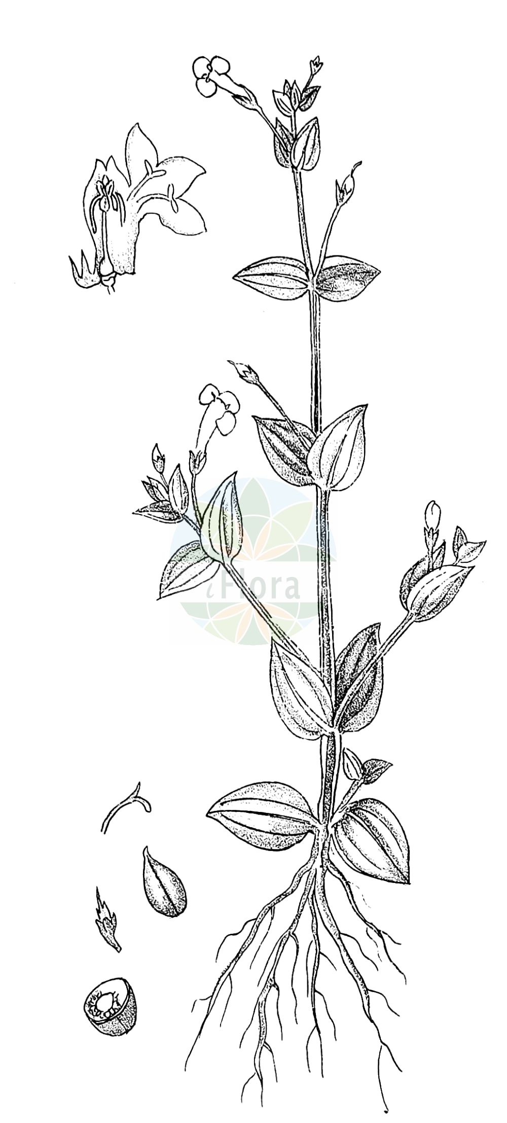 Historische Abbildung von Lindernia procumbens (Liegendes Büchsenkraut - Prostrate False-pimpernel). Das Bild zeigt Blatt, Bluete, Frucht und Same. ---- Historical Drawing of Lindernia procumbens (Liegendes Büchsenkraut - Prostrate False-pimpernel). The image is showing leaf, flower, fruit and seed.(Lindernia procumbens,Liegendes Büchsenkraut,Prostrate False-pimpernel,Anagalloides procumbens,Lindernia procumbens,Lindernia pyxidaria,Liegendes Buechsenkraut,Prostrate False-pimpernel,Common False Pimpernel,Lindernia,Büchsenkraut,False Pimpernel,Linderniaceae,Büchsenkrautgewächse,False Pimpernel family,Blatt,Bluete,Frucht,Same,leaf,flower,fruit,seed,Kirtikar & Basu (1918))