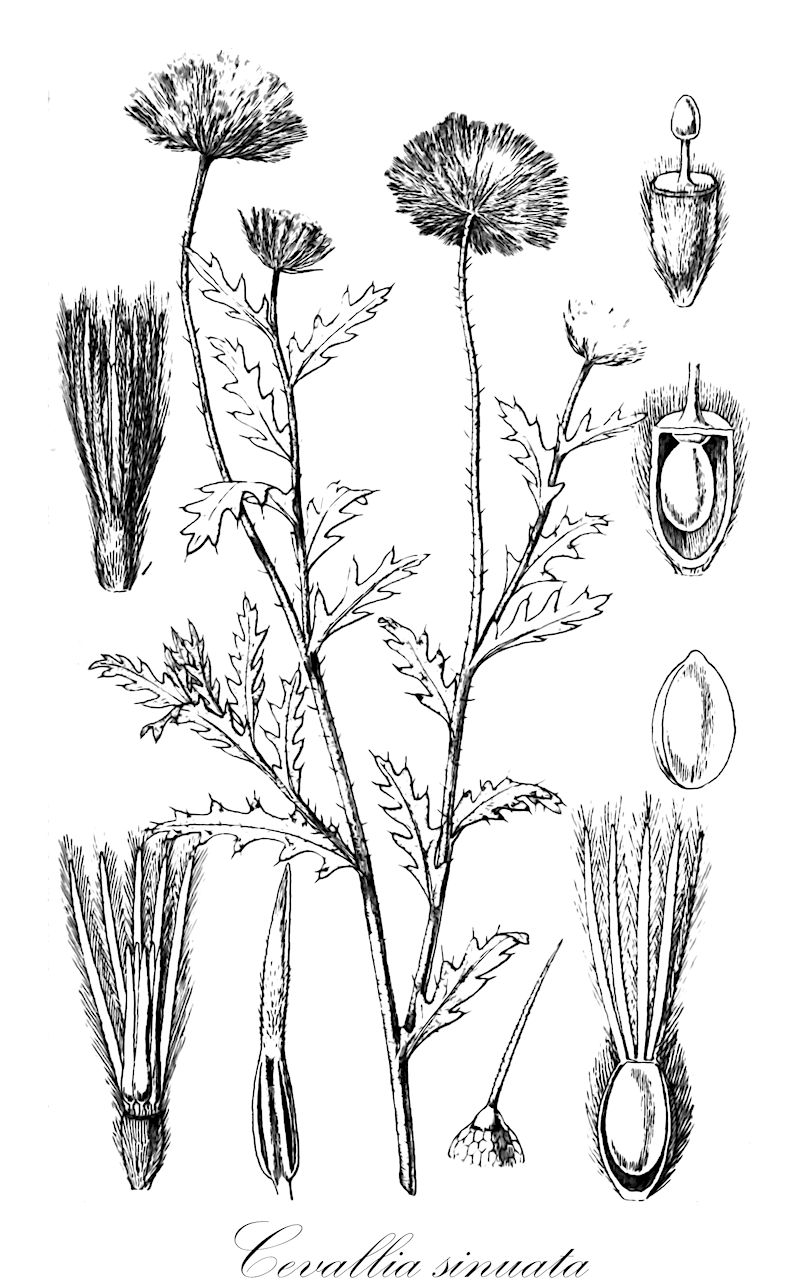 Cevallia sinuata - Loasaceae,Plantae,Pteridobiotina,Angiosperms,Cornales,Loasaceae,Cevallia,Cevallia sinuata,Cevallia albicans, Petalanthera hispida