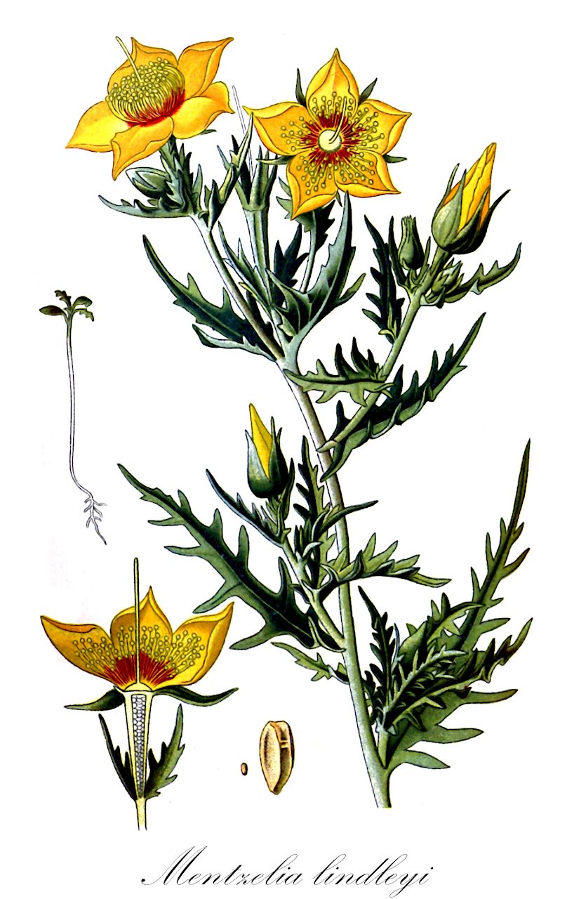 Mentzelia lindleyi - Loasaceae,Plantae,Pteridobiotina,Angiosperms,Cornales,Loasaceae,Mentzelia,Mentzelia lindleyi,Acrolasia aurea, Bartonia aurea, Chrysostoma aureum, Mentzelia aurea, Mentzelia bartonia, Mentzelia lindleyi subsp. lindleyi, Mentzelia lindleyi subsp. typica,Lindley-Mentzelie;lindley's blazingstar