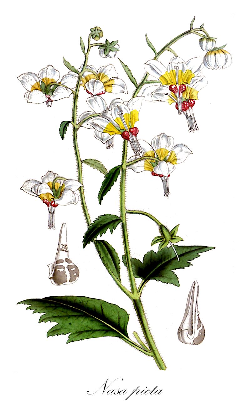 Nasa picta - Loasaceae,Plantae,Pteridobiotina,Angiosperms,Cornales,Loasaceae,Nasa,Nasa picta