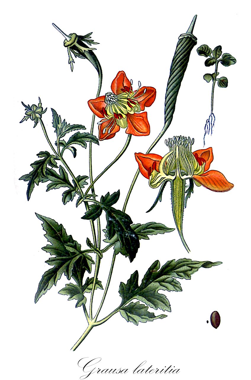 Grausa lateritia - Loasaceae,Plantae,Pteridobiotina,Angiosperms,Cornales,Loasaceae,Grausa,Grausa lateritia,Loasa acaulis, Loasa laciniata, Loasa lateritia, Raphisanthe lateritia