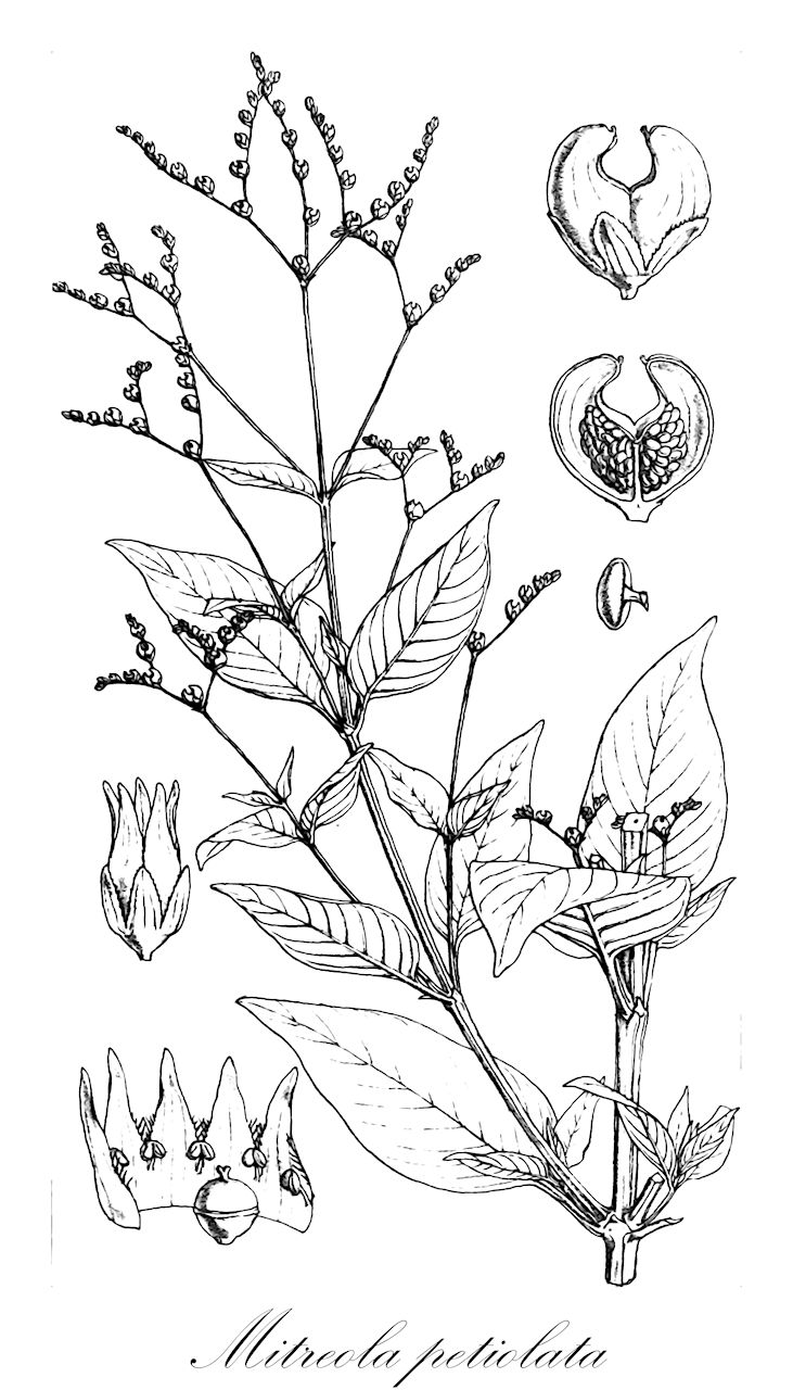 Mitreola petiolata - Loganiaceae,Plantae,Pteridobiotina,Angiosperms,Gentianales,Loganiaceae,Mitreola,Mitreola petiolata,Cynoctonum mitreola, Cynoctonum mitreola var. campylocarpa, Cynoctonum mitreola var. intermedia, Cynoctonum mitreola var. lilacina, Cynoctonum mitreola var. orthocarpa, Cynoctonum oldenlandioides, Cynoctonum paniculatum, Cynoctonum petiolatum, Cynoctonum succulentum, Mitreola inconspicua, Mitreola lanceolata, Mitreola oldenlandioides, Mitreola ophiorhizoides, Mitreola paniculata, Mitreola paniculata var. glabra, Mitreola paniculata var. lilacina, Mitreola paniculata var. oldenlandioides, Mitreola swartzii, Mitreola tracyi, Ophiorrhiza lanceolata, Ophiorrhiza mitreola