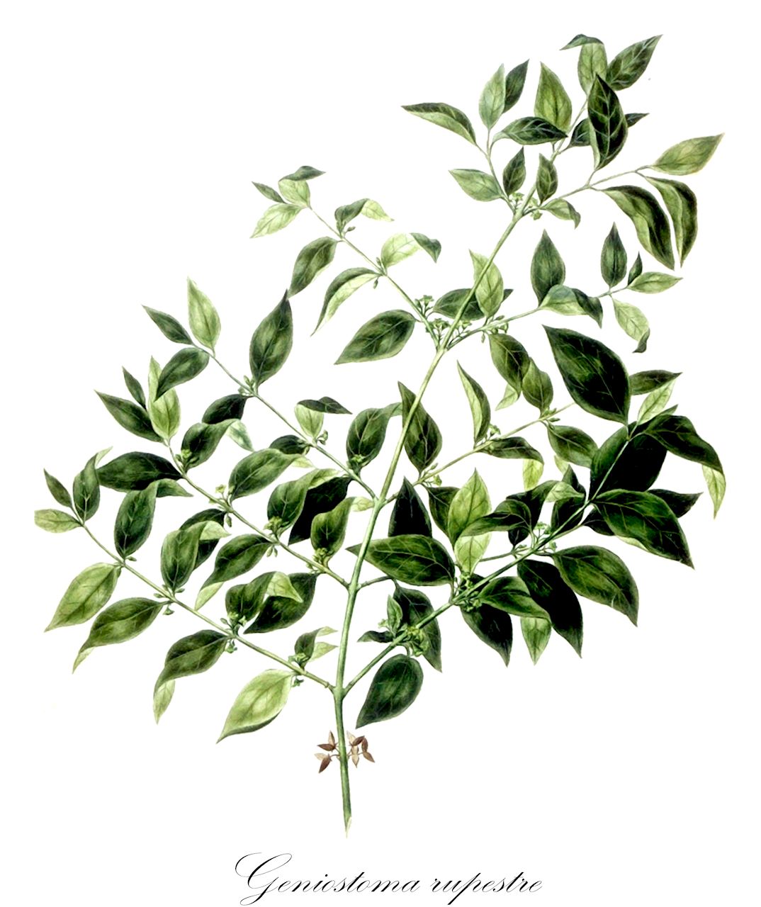 Geniostoma rupestre - Loganiaceae,Geniostoma reticulata,Plantae,Pteridobiotina,Angiosperms,Gentianales,Loganiaceae,Geniostoma,Geniostoma rupestre