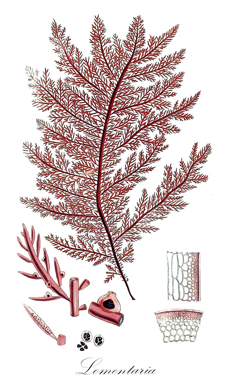 Lomentaria - Lomentariaceae,Biota,Plantae,Rhodophyta,Eurhodophytina,Florideophyceae,Rhodymeniales,Lomentariaceae,Lomentaria,Chondothamnion, Chondrothamnion, Hooperia