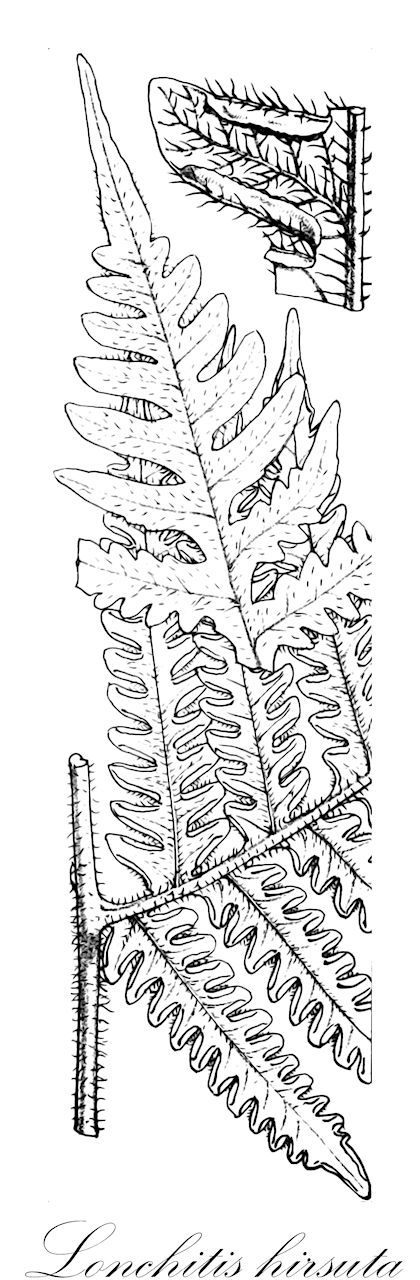 Lonchitis hirsuta - Lonchitidaceae,Plantae,Pteridobiotina,Polypodiophyta,Polypodiopsida,Polypodiidae,Polypodiales,Lonchitidaceae,Lonchitis,Lonchitis hirsuta,Anisosorus hirsutus, Antiosorus hirsutus, Litobrochia hirsuta, Lonchitis zahlbruckneri, Pteris ghiesbreghtii, Pteris laciniata, Pteris lonchitoides