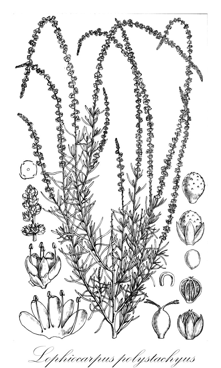 Lophiocarpus polystachyus - Lophiocarpaceae,Plantae,Pteridobiotina,Angiosperms,Caryophyllales,Lophiocarpaceae,Lophiocarpus,Lophiocarpus polystachyus,Lophiocarpus burchellii, Lophiocarpus gracilis, Microtea burchellii, Microtea gracilis, Microtea polystachya, Wallinia polystachya