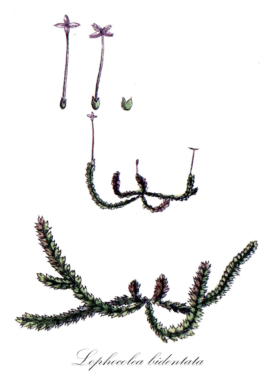 Lophocolea bidentata - Lophocoleaceae,Plantae,Bryobiotina,Marchantiophyta,Jungermanniopsida,Jungermanniidae,Lepidoziales,Lophocoleaceae,Lophocolea,Lophocolea bidentata,Chiloscyphus coadunatus var. rivularis, Chiloscyphus cuspidatus, Chiloscyphus cuspidatus f. alatus, Chiloscyphus jelinekii, Chiloscyphus mooreanus, Jungermannia bidentata, Jungermannia bidentata var. bidentata, Jungermannia bidentata var. major, Jungermannia bidentata var. minor, Jungermannia bidentata var. obtusata, Jungermannia bidentata var. rivularis, Leptoscyphus stephensiae, Lophocolea alata, Lophocolea arisancola, Lophocolea bidentata f. bidentata, Lophocolea bidentata f. cavernicola, Lophocolea bidentata f. cuspidata, Lophocolea bidentata f. intermedia, Lophocolea bidentata f. interrupta, Lophocolea bidentata f. latifolia, Lophocolea bidentata f. submersa, Lophocolea bidentata f. transitoria, Lophocolea bidentata f. turfosa, Lophocolea bidentata subsp. cuspidata, Lophocolea bidentata var. alata, Lophocolea bidentata var. bidentata, Lophocolea bidentata var. ciliata, Lophocolea bidentata var. cuspidata, Lophocolea bidentata var. fluitans, Lophocolea bidentata var. gracilis, Lophocolea bidentata var. interrupta, Lophocolea bidentata var. latifolia, Lophocolea bidentata var. monstrosa, Lophocolea bidentata var. mougeotii, Lophocolea bidentata var. obtusata, Lophocolea bidentata var. pulverulenta, Lophocolea bidentata var. rivularis, Lophocolea bidentata var. subtilis, Lophocolea bidentata var. ventricosa, Lophocolea ciliata, Lophocolea cuspidata, Lophocolea cuspidata f. alata, Lophocolea cuspidata f. limprichtii, Lophocolea cuspidata f. luxurians, Lophocolea cuspidata f. parvifolia, Lophocolea cuspidata f. umbrosa, Lophocolea cuspidata subsp. antipodea, Lophocolea cuspidata var. alata, Lophocolea cuspidata var. asymmetrica, Lophocolea cuspidata var. banatica, Lophocolea cuspidata var. grandiretis, Lophocolea cuspidata var. parvifolia, Lophocolea fissa, Lophocolea fusca, Lophocolea hookeriana f. obtusata, Lophocolea hookeriana f. prolifera, Lophocolea hookeriana var. obtusata, Lophocolea jelinekii, Lophocolea lateralis var. gracile, Lophocolea leibergii, Lophocolea longispica, Lophocolea mooreana, Lophocolea rivularis, Lophocolea scottelliottii, Lophocolea setacea, Lophozia bidentata, Mnium fissum