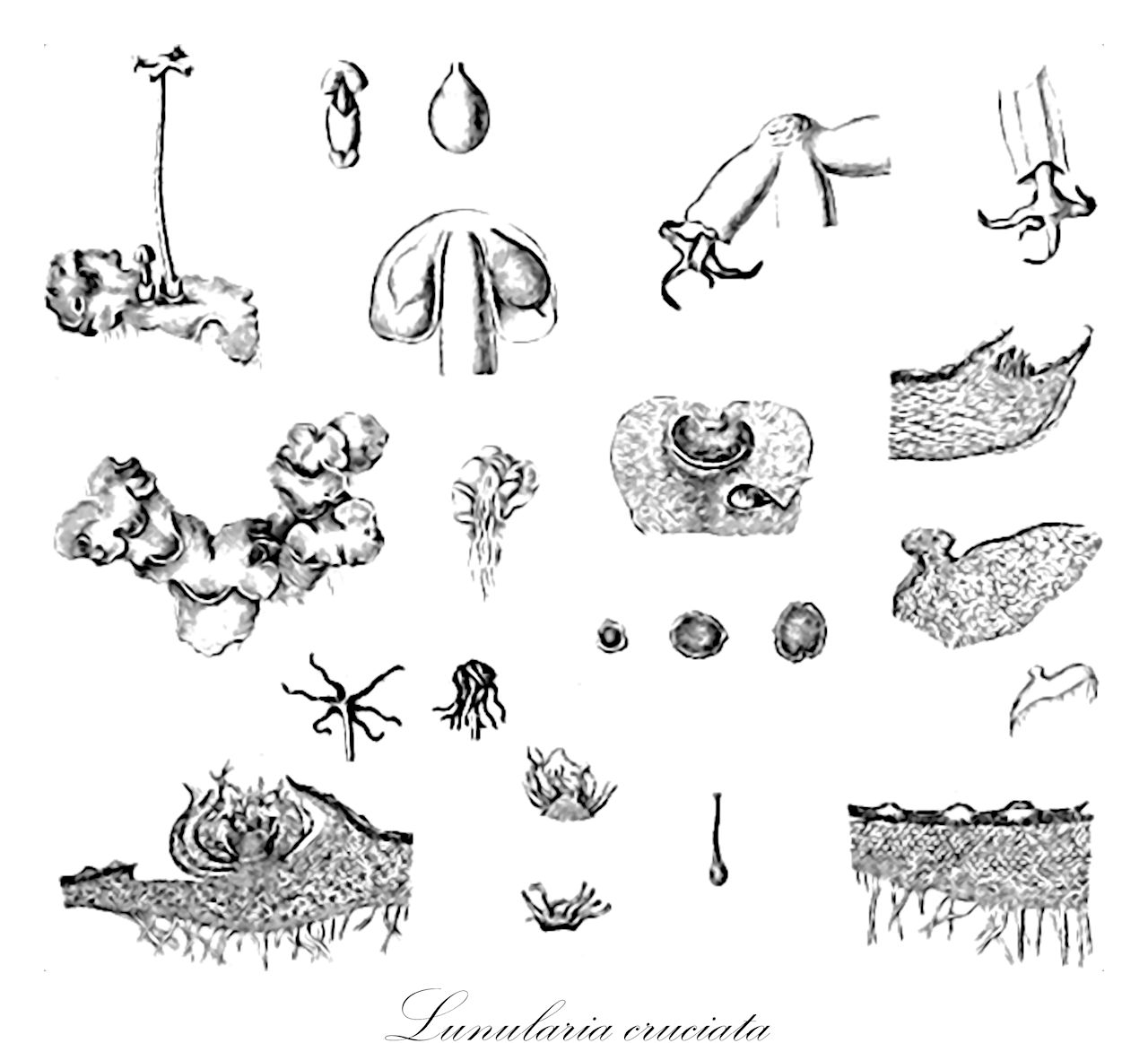 Lunularia cruciata - Lunulariaceae,Plantae,Bryobiotina,Marchantiophyta,Marchantiopsida,Marchantiidae,Lunulariales,Lunulariaceae,Lunularia,Lunularia cruciata,Cyathophora cucullata, Dichominum cruciatum, Dichominum vulgare, Lunularia cruciata f. cruciata, Lunularia dillenii, Lunularia michelii, Lunularia vulgaris, Lunularia vulgaris f. gemmipara, Marchantia cruciata, Marchantia laevis, Marsilia cruciata, Preissia cucullata, Sedgwickia hemispherica, Staurophora pulchella