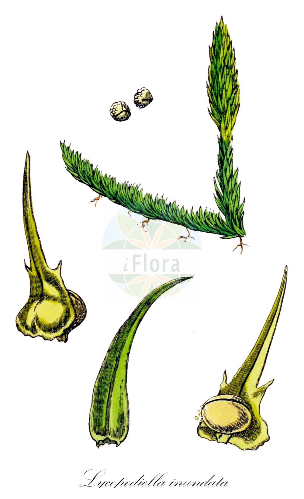 Historische Abbildung von Lycopodiella inundata (Gewöhnlicher Sumpf-Bärlapp - Marsh Clubmoss). Das Bild zeigt Blatt, Bluete, Frucht und Same. ---- Historical Drawing of Lycopodiella inundata (Gewöhnlicher Sumpf-Bärlapp - Marsh Clubmoss). The image is showing leaf, flower, fruit and seed.(Lycopodiella inundata,Gewöhnlicher Sumpf-Bärlapp,Marsh Clubmoss,Lepidotis inundata,Lycopodiella inundata,Lycopodium inundatum,Gewoehnlicher Sumpf-Baerlapp,Gemeiner Moorbaerlapp,Sumpf-Baerlapp,Marsh Clubmoss,Inundated Clubmoss,Lycopodiella,Sumpf-Bärlapp,Clubmoss,Lycopodiaceae,Bärlappgewächse,Clubmoss family,Blatt,Bluete,Frucht,Same,leaf,flower,fruit,seed,Sowerby (1790-1813))