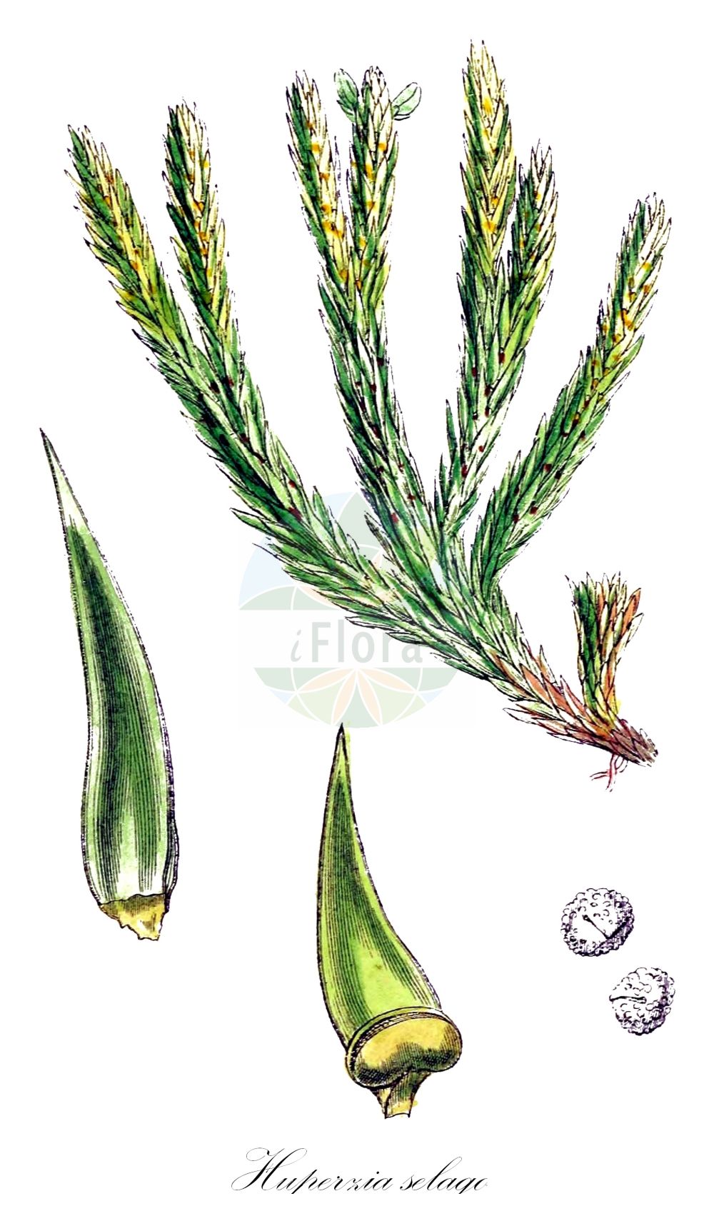 Historische Abbildung von Huperzia selago (Tannen-Bärlapp - Fir Clubmoss). Das Bild zeigt Blatt, Bluete, Frucht und Same. ---- Historical Drawing of Huperzia selago (Tannen-Bärlapp - Fir Clubmoss). The image is showing leaf, flower, fruit and seed.(Huperzia selago,Tannen-Bärlapp,Fir Clubmoss,Huperzia petrovii,Huperzia selago,Lycopodium selago,Tannen-Baerlapp,Tangelkraut,Tannen-Teufelsklaue,Fir Clubmoss,Huperzia,Teufelsklaue,Clubmoss,Lycopodiaceae,Bärlappgewächse,Clubmoss family,Blatt,Bluete,Frucht,Same,leaf,flower,fruit,seed,Sowerby (1790-1813))