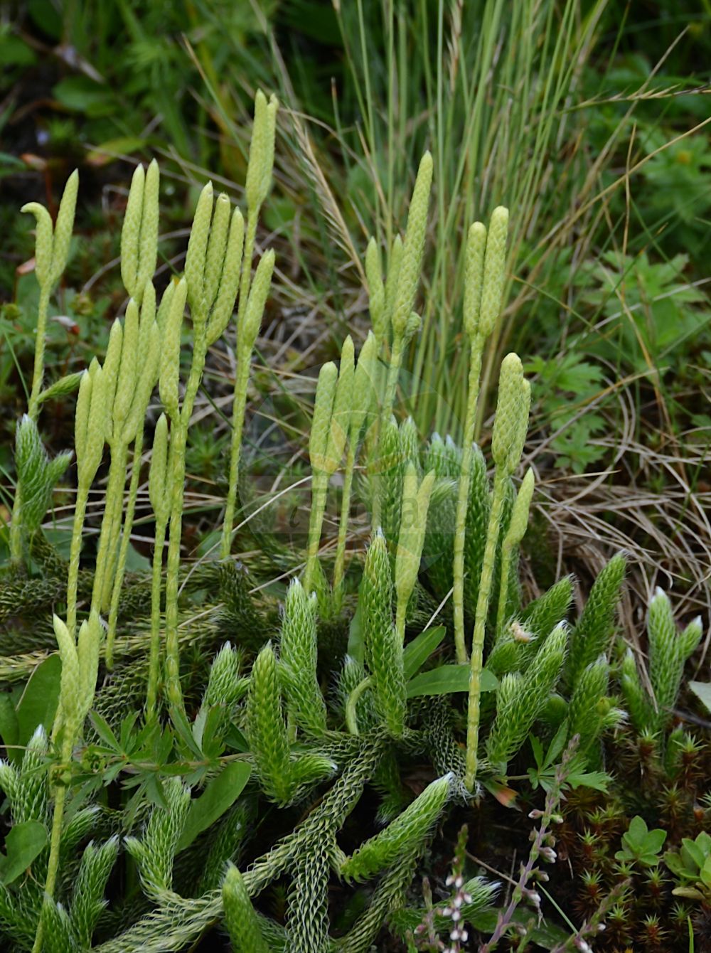 Foto von Lycopodium clavatum (Keulen-Bärlapp - Stag's-horn Clubmoss). Das Bild zeigt Blatt, Mikrophyl und Spore. Das Foto wurde in Fügenberg, Tirol, Österreich, Alpen, Zillertal aufgenommen. ---- Photo of Lycopodium clavatum (Keulen-Bärlapp - Stag's-horn Clubmoss). The image is showing leaf, microphyll and spore. The picture was taken in Fuegenberg, Tyrol, Austria, Alps, Zillertal.(Lycopodium clavatum,Keulen-Bärlapp,Stag's-horn Clubmoss,Lycopodium clavatum,Lycopodium lagopus,Keulen-Baerlapp,Schlangenmoos,Drudenfuss,Wolfsraute,Stag's-horn Clubmoss,Common Clubmoss,One-cone Clubmoss,Running Clubmoss,Ground Pine,Lycopodium,Bärlapp,Clubmoss,Lycopodiaceae,Bärlappgewächse,Clubmoss family,Blatt,Mikrophyl,Spore,leaf,microphyll,spore)