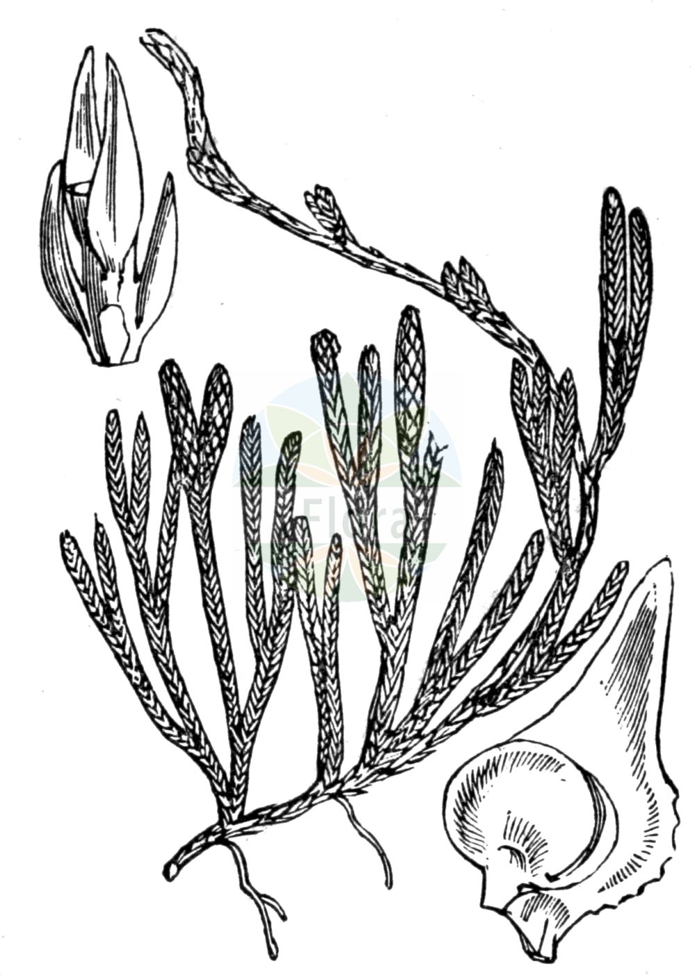 Historische Abbildung von Lycopodium alpinum (Alpen-Flachbärlapp - Alpine Clubmoss). Das Bild zeigt Blatt, Bluete, Frucht und Same. ---- Historical Drawing of Lycopodium alpinum (Alpen-Flachbärlapp - Alpine Clubmoss). The image is showing leaf, flower, fruit and seed.(Lycopodium alpinum,Alpen-Flachbärlapp,Alpine Clubmoss,Diphasiastrum alpinum,Diphasiastrum kablikianum,Diphasium alpinum,Lycopodium alpinum,Lycopodium alpinum subsp. kablikianum,Alpen-Flachbaerlapp,Alpen-Baerlapp,Alpine Clubmoss,Lycopodium,Bärlapp,Clubmoss,Lycopodiaceae,Bärlappgewächse,Clubmoss family,Blatt,Bluete,Frucht,Same,leaf,flower,fruit,seed,Fitch et al. (1880))