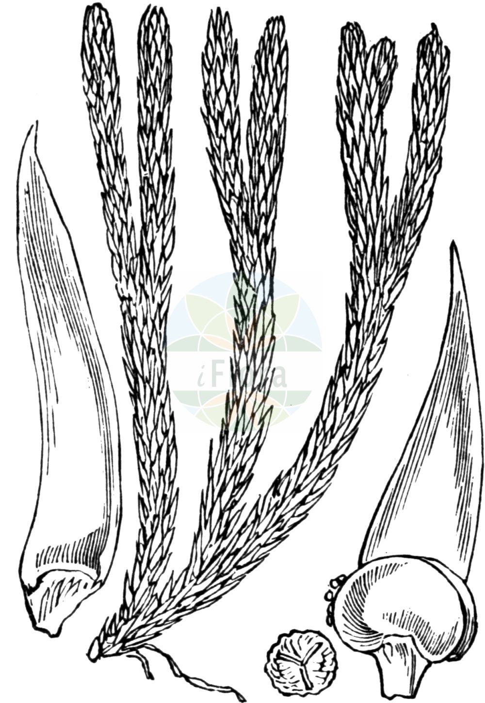 Historische Abbildung von Huperzia selago (Tannen-Bärlapp - Fir Clubmoss). Das Bild zeigt Blatt, Bluete, Frucht und Same. ---- Historical Drawing of Huperzia selago (Tannen-Bärlapp - Fir Clubmoss). The image is showing leaf, flower, fruit and seed.(Huperzia selago,Tannen-Bärlapp,Fir Clubmoss,Huperzia petrovii,Huperzia selago,Lycopodium selago,Tannen-Baerlapp,Tangelkraut,Tannen-Teufelsklaue,Fir Clubmoss,Huperzia,Teufelsklaue,Clubmoss,Lycopodiaceae,Bärlappgewächse,Clubmoss family,Blatt,Bluete,Frucht,Same,leaf,flower,fruit,seed,Fitch et al. (1880))