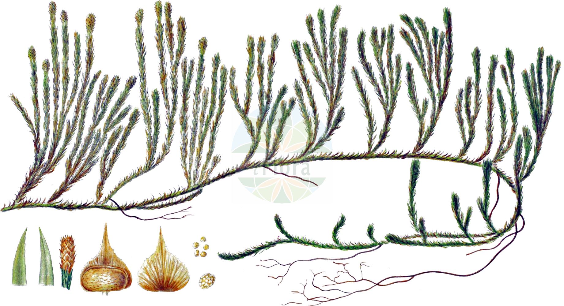 Historische Abbildung von Lycopodium annotinum (Sprossender Bärlapp - Interrupted Clubmoss). Das Bild zeigt Blatt, Bluete, Frucht und Same. ---- Historical Drawing of Lycopodium annotinum (Sprossender Bärlapp - Interrupted Clubmoss). The image is showing leaf, flower, fruit and seed.(Lycopodium annotinum,Sprossender Bärlapp,Interrupted Clubmoss,Lycopodium annotinum,Lycopodium dubium,Lycopodium pungens,Sprossender Baerlapp,Schlangen-Baerlapp,Wald-Baerlapp,Interrupted Clubmoss,Bristly Club-moss,Stiff Clubmoss,Lycopodium,Bärlapp,Clubmoss,Lycopodiaceae,Bärlappgewächse,Clubmoss family,Blatt,Bluete,Frucht,Same,leaf,flower,fruit,seed,Oeder (1761-1883))