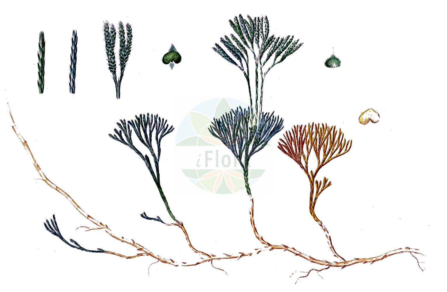 Historische Abbildung von Lycopodium complanatum (Gewöhnlicher Flachbärlapp - Issler's Clubmoss). Das Bild zeigt Blatt, Bluete, Frucht und Same. ---- Historical Drawing of Lycopodium complanatum (Gewöhnlicher Flachbärlapp - Issler's Clubmoss). The image is showing leaf, flower, fruit and seed.(Lycopodium complanatum,Gewöhnlicher Flachbärlapp,Issler's Clubmoss,Diphasiastrum complanatum,Diphasium anceps,Diphasium complanatum,Lycopodium anceps,Lycopodium complanatum,Lycopodium complanatum subsp. montellii,Gewoehnlicher Flachbaerlapp,Gewoehnlicher Flachbaerlapp,Issler's Clubmoss,Flat-stemmed Clubmoss,Groundcedar,Complanate Clubmoss,Lycopodium,Bärlapp,Clubmoss,Lycopodiaceae,Bärlappgewächse,Clubmoss family,Blatt,Bluete,Frucht,Same,leaf,flower,fruit,seed,Oeder (1761-1883))