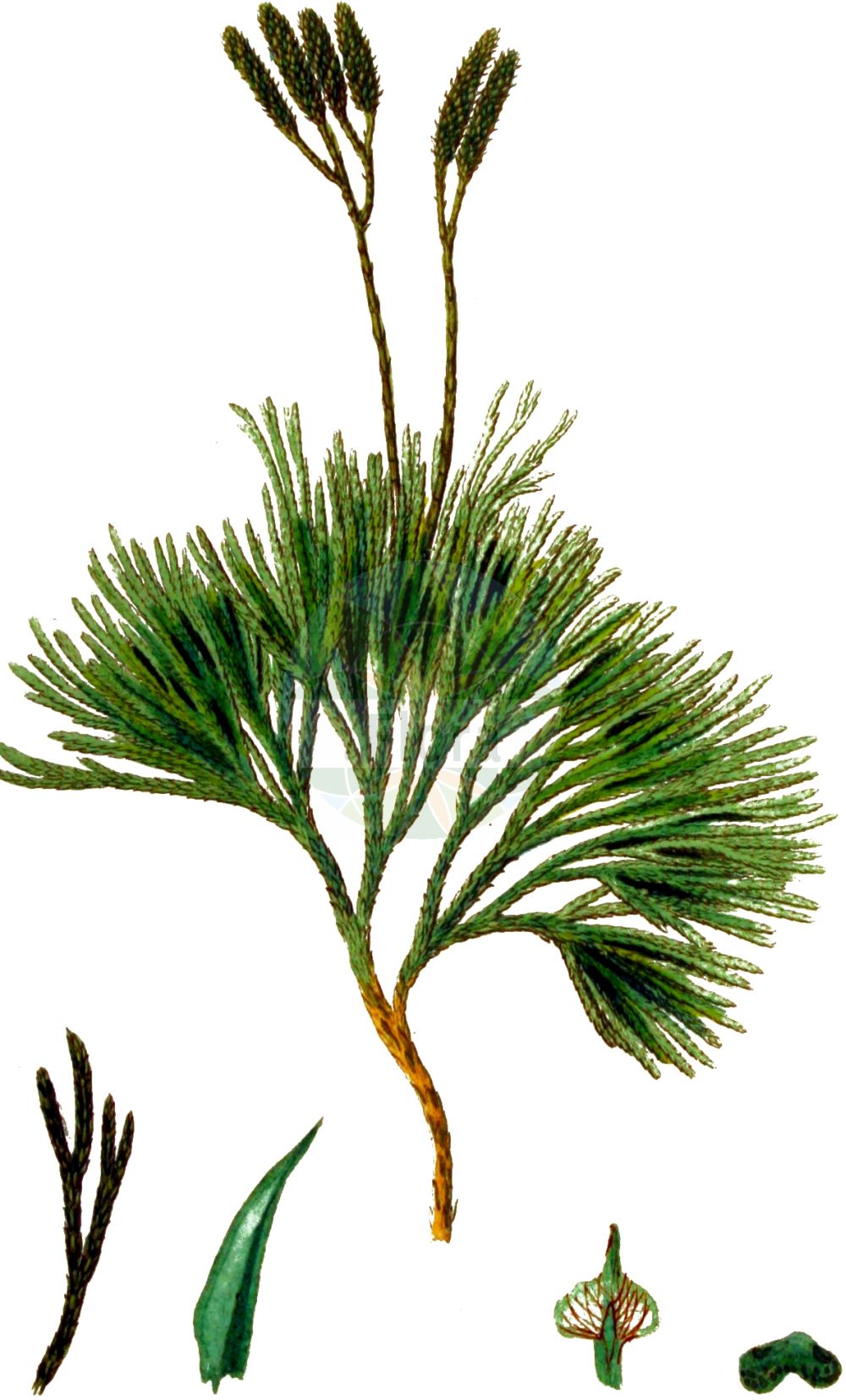 Historische Abbildung von Lycopodium complanatum (Gewöhnlicher Flachbärlapp - Issler's Clubmoss). Das Bild zeigt Blatt, Bluete, Frucht und Same. ---- Historical Drawing of Lycopodium complanatum (Gewöhnlicher Flachbärlapp - Issler's Clubmoss). The image is showing leaf, flower, fruit and seed.(Lycopodium complanatum,Gewöhnlicher Flachbärlapp,Issler's Clubmoss,Diphasiastrum complanatum,Diphasium anceps,Diphasium complanatum,Lycopodium anceps,Lycopodium complanatum,Lycopodium complanatum subsp. montellii,Gewoehnlicher Flachbaerlapp,Gewoehnlicher Flachbaerlapp,Issler's Clubmoss,Flat-stemmed Clubmoss,Groundcedar,Complanate Clubmoss,Lycopodium,Bärlapp,Clubmoss,Lycopodiaceae,Bärlappgewächse,Clubmoss family,Blatt,Bluete,Frucht,Same,leaf,flower,fruit,seed,Kops (1800-1934))