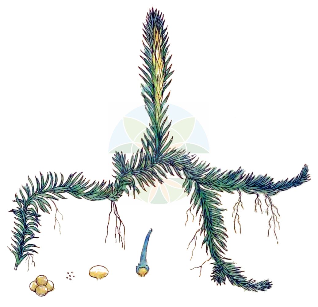 Historische Abbildung von Lycopodiella inundata (Gewöhnlicher Sumpf-Bärlapp - Marsh Clubmoss). Das Bild zeigt Blatt, Bluete, Frucht und Same. ---- Historical Drawing of Lycopodiella inundata (Gewöhnlicher Sumpf-Bärlapp - Marsh Clubmoss). The image is showing leaf, flower, fruit and seed.(Lycopodiella inundata,Gewöhnlicher Sumpf-Bärlapp,Marsh Clubmoss,Lepidotis inundata,Lycopodiella inundata,Lycopodium inundatum,Gewoehnlicher Sumpf-Baerlapp,Gemeiner Moorbaerlapp,Sumpf-Baerlapp,Marsh Clubmoss,Inundated Clubmoss,Lycopodiella,Sumpf-Bärlapp,Clubmoss,Lycopodiaceae,Bärlappgewächse,Clubmoss family,Blatt,Bluete,Frucht,Same,leaf,flower,fruit,seed,Svensk Botanik (Svensk Botanik))